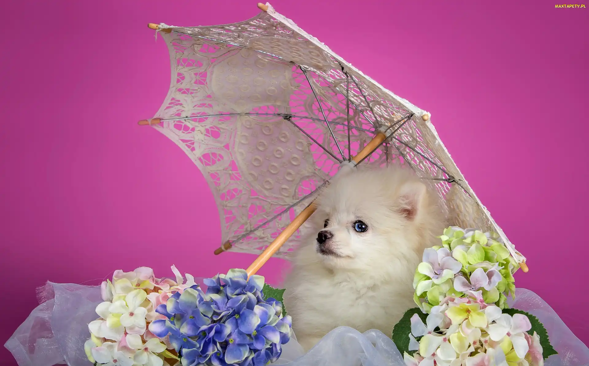 Piesek, Kwiatki, Parasol, Szpic, Biały