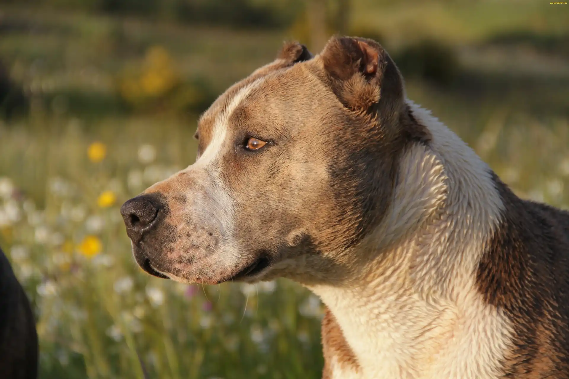 Pit, Bull, Pies