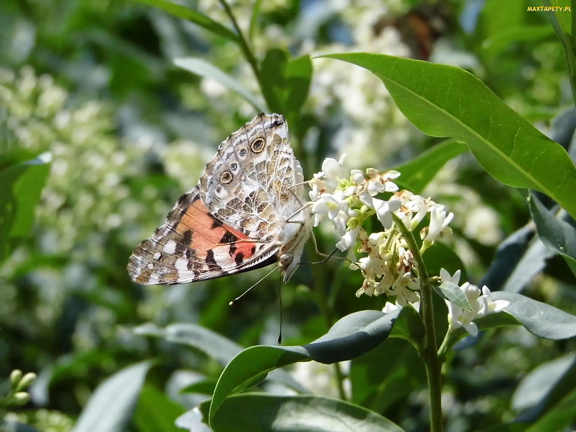 Rusałka osetnik, Kwiat, Motyl