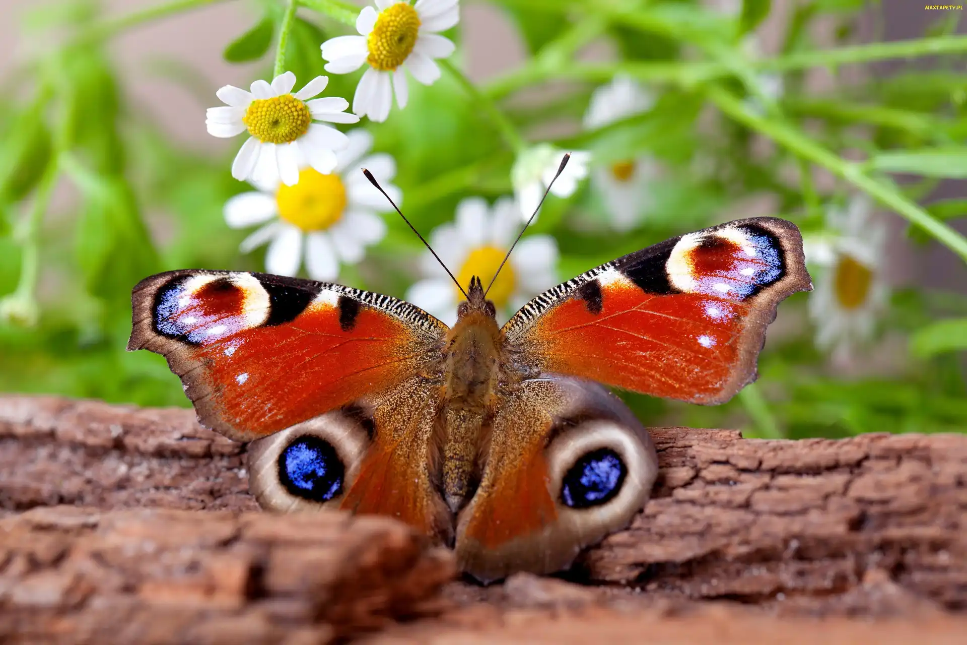 Pień, Kwiaty, Motyl, Drzewa, Pawik, Piękny, Rusałka