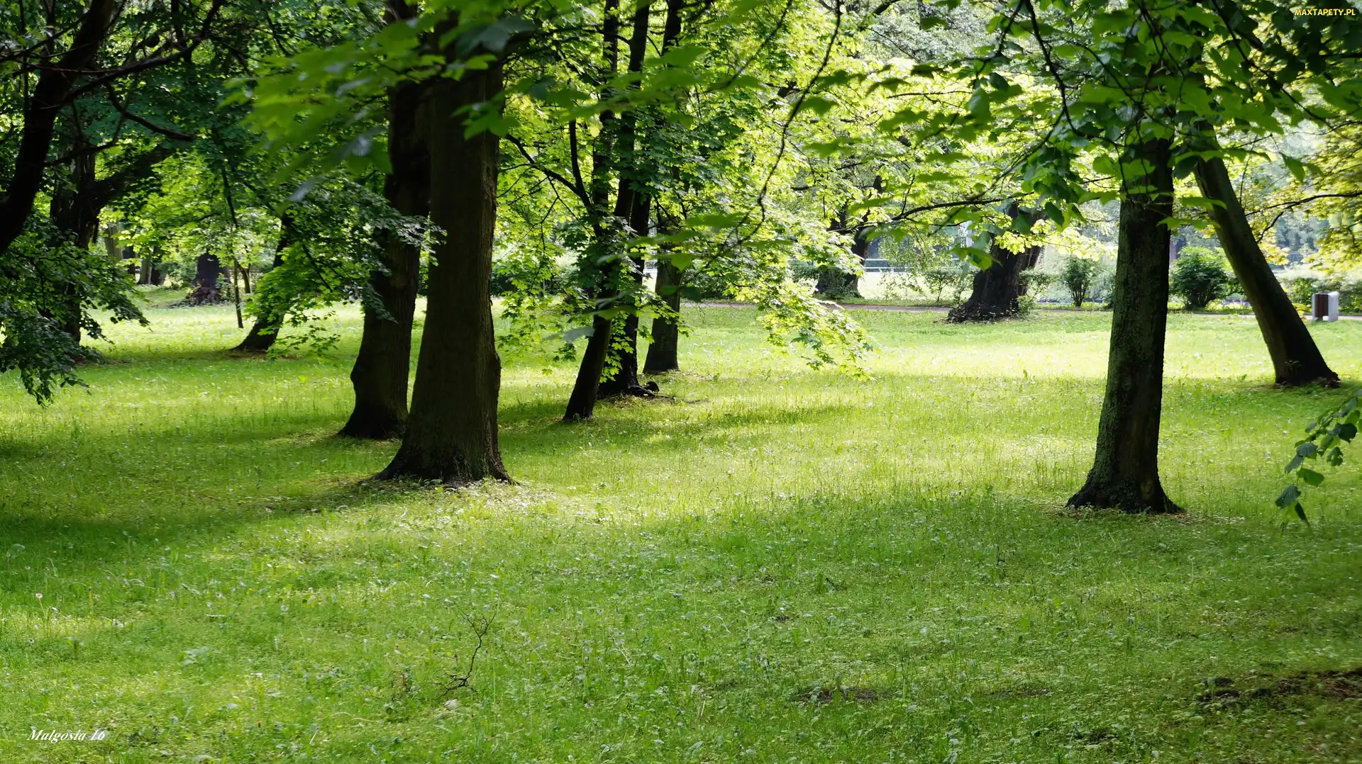 Zieleń, Drzewa, Park, Trawnik