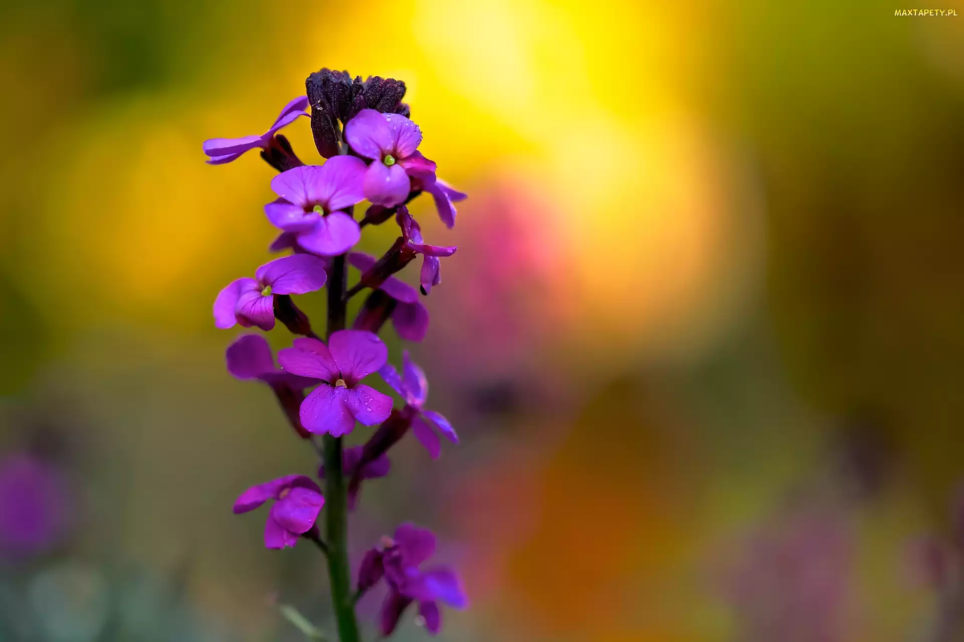 Kwiaty, Rosa, Lunaria