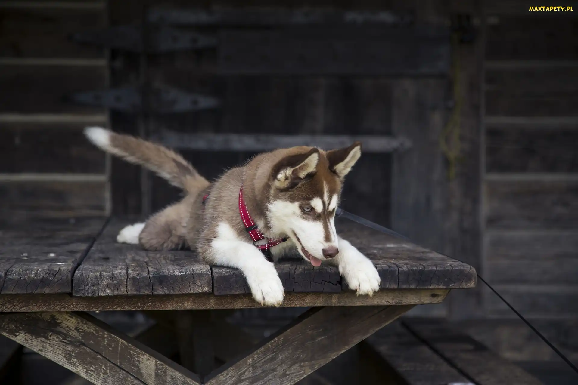 Siberian, Husky, Pies