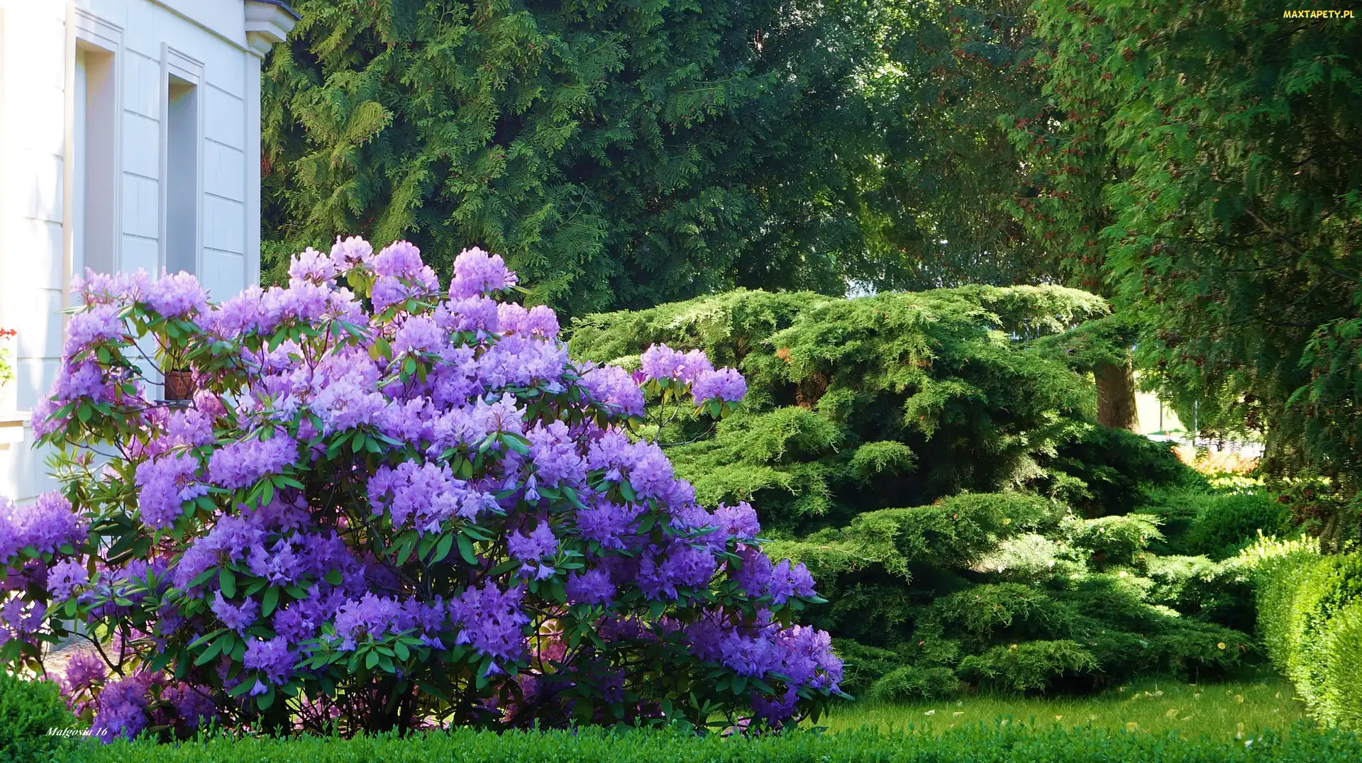 Krzewy, Zieleń, Kwiaty, Rododendron, Ogród
