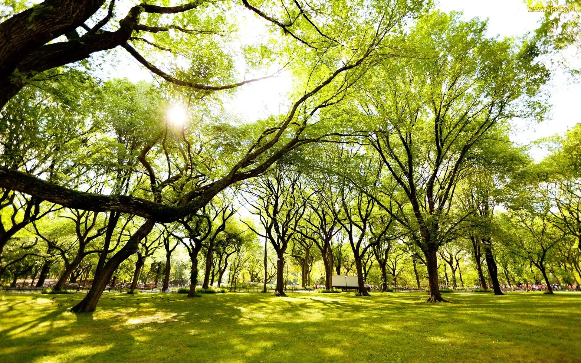 Słoneczko, Trawa, Zielone, Drzewa, Park