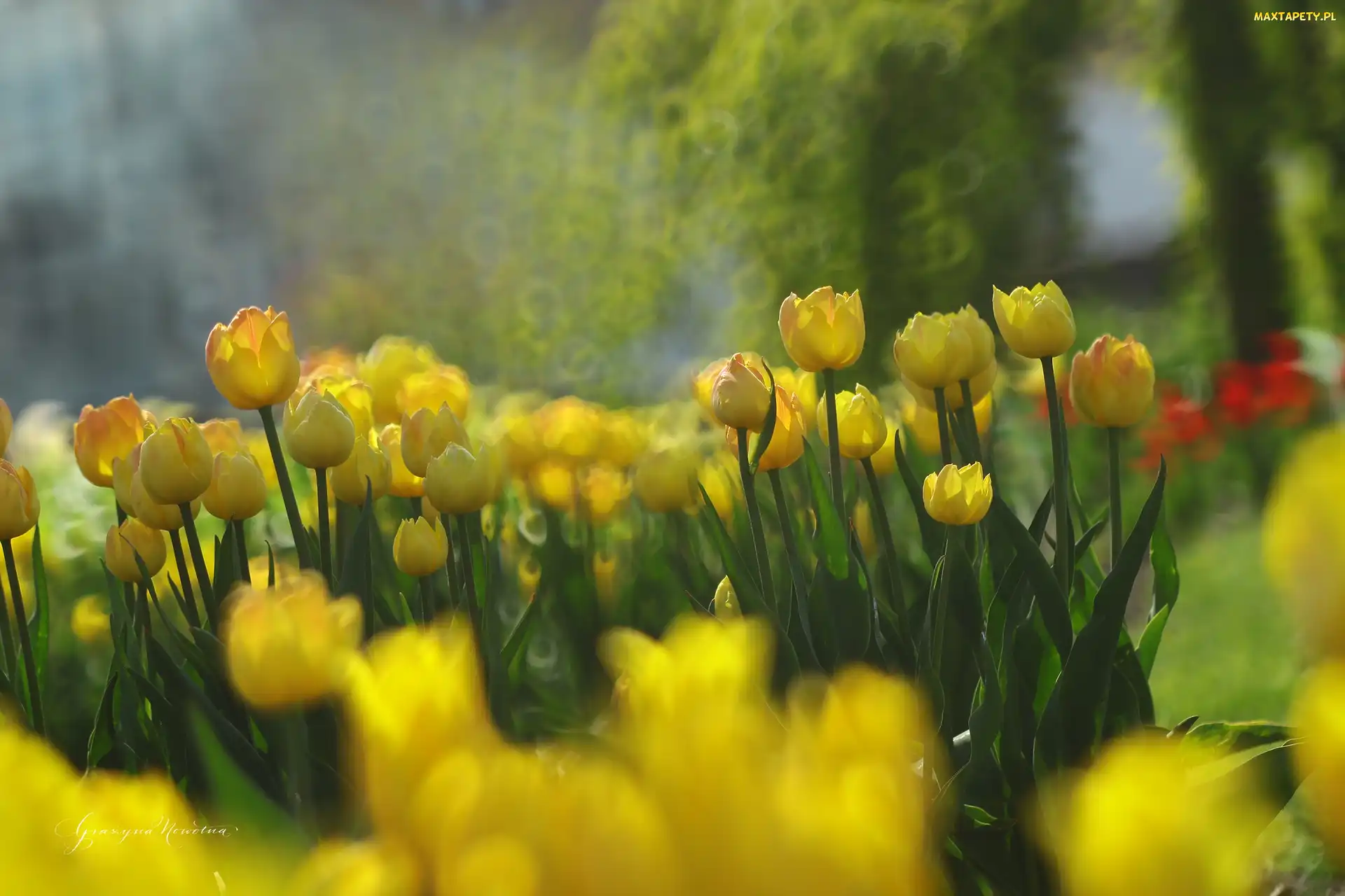 Tulipany, Kwiaty, Żółte