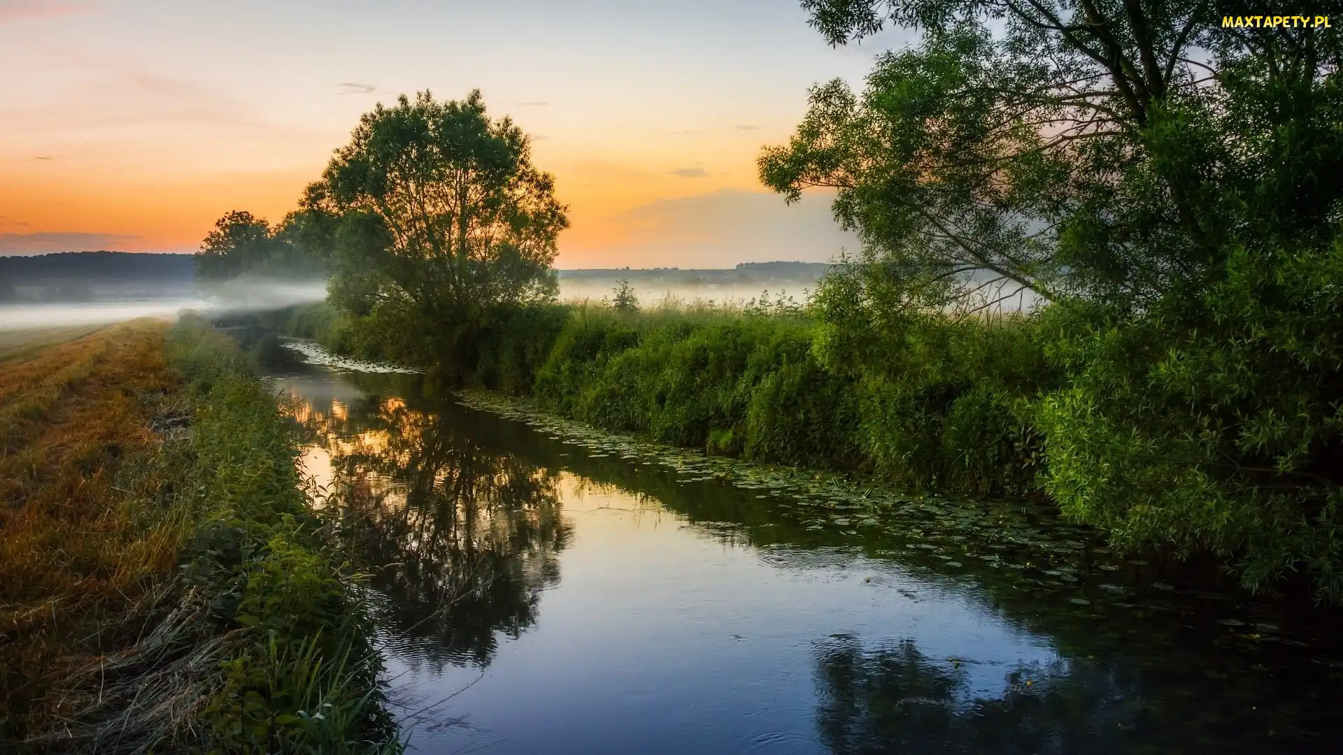 Drzewa, Mgła, Rzeka