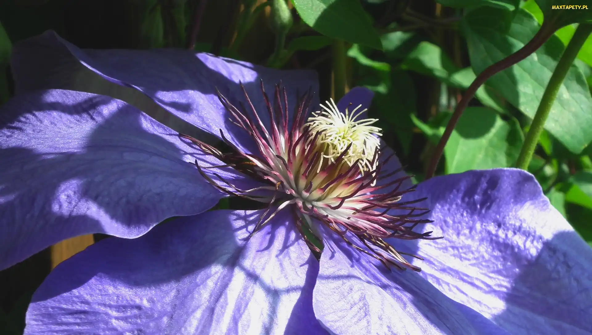 Kwiat, Clematis, Przyroda