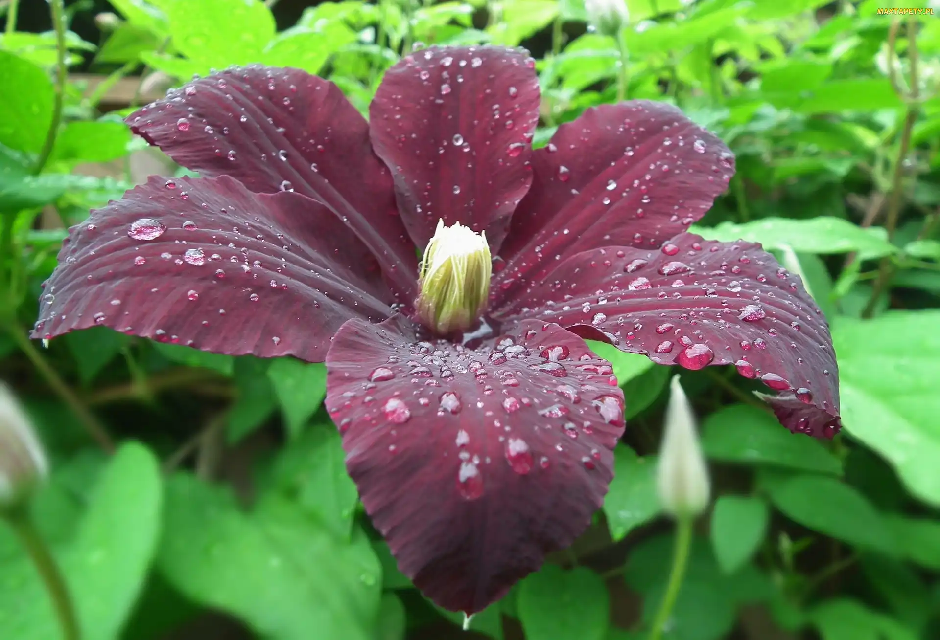 Kwiat, Clematis, Przyroda