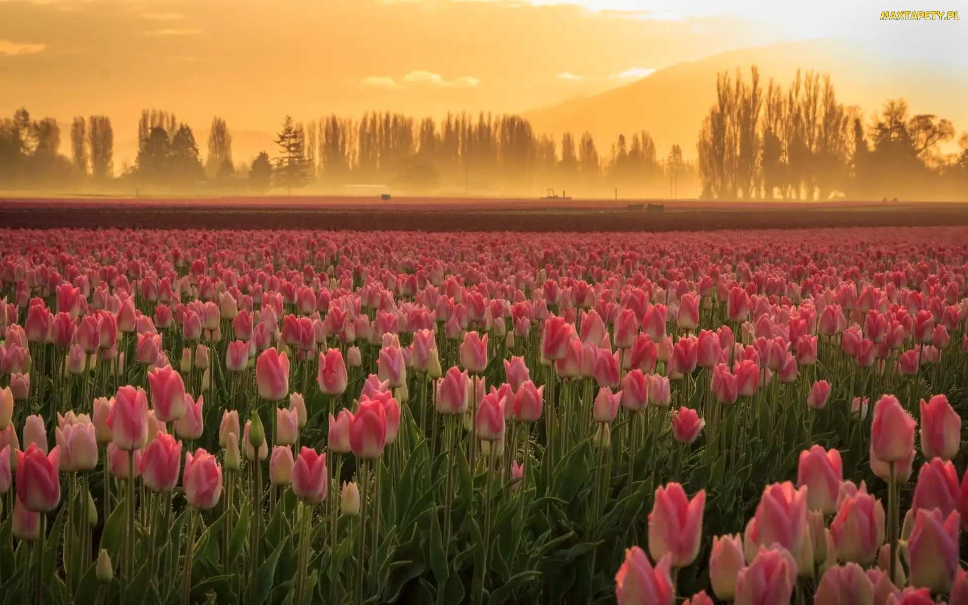 Tulipany