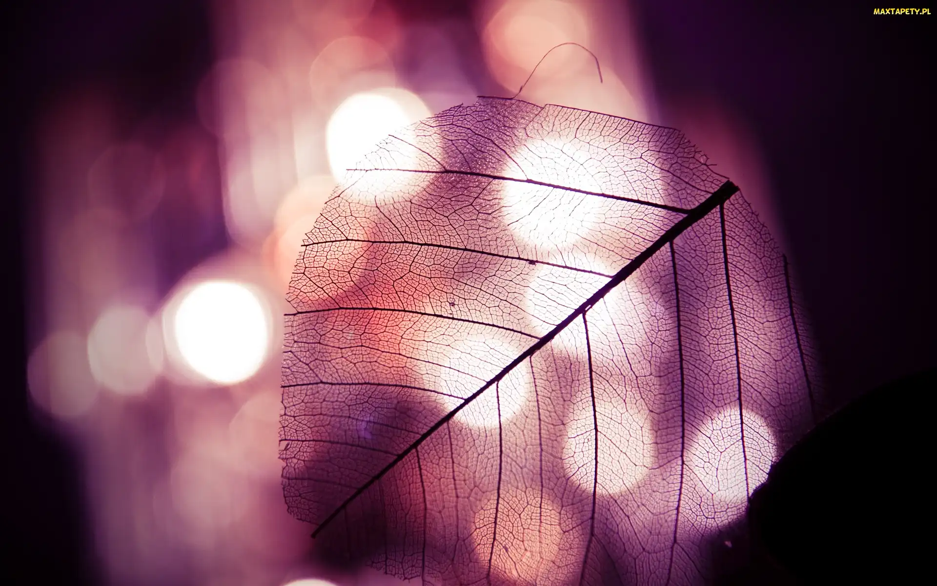 Liść, Bokeh, Przezroczysty