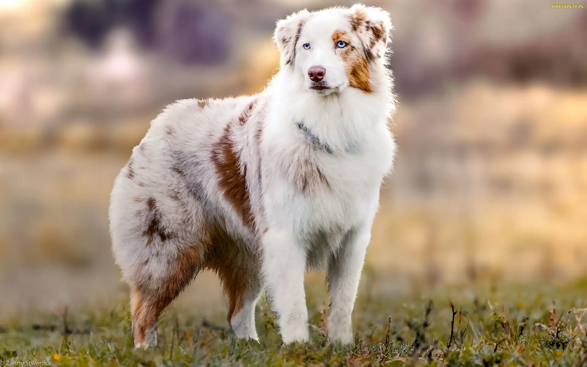 Pasterski, Owczarek australijski-australian shepherd, Pies