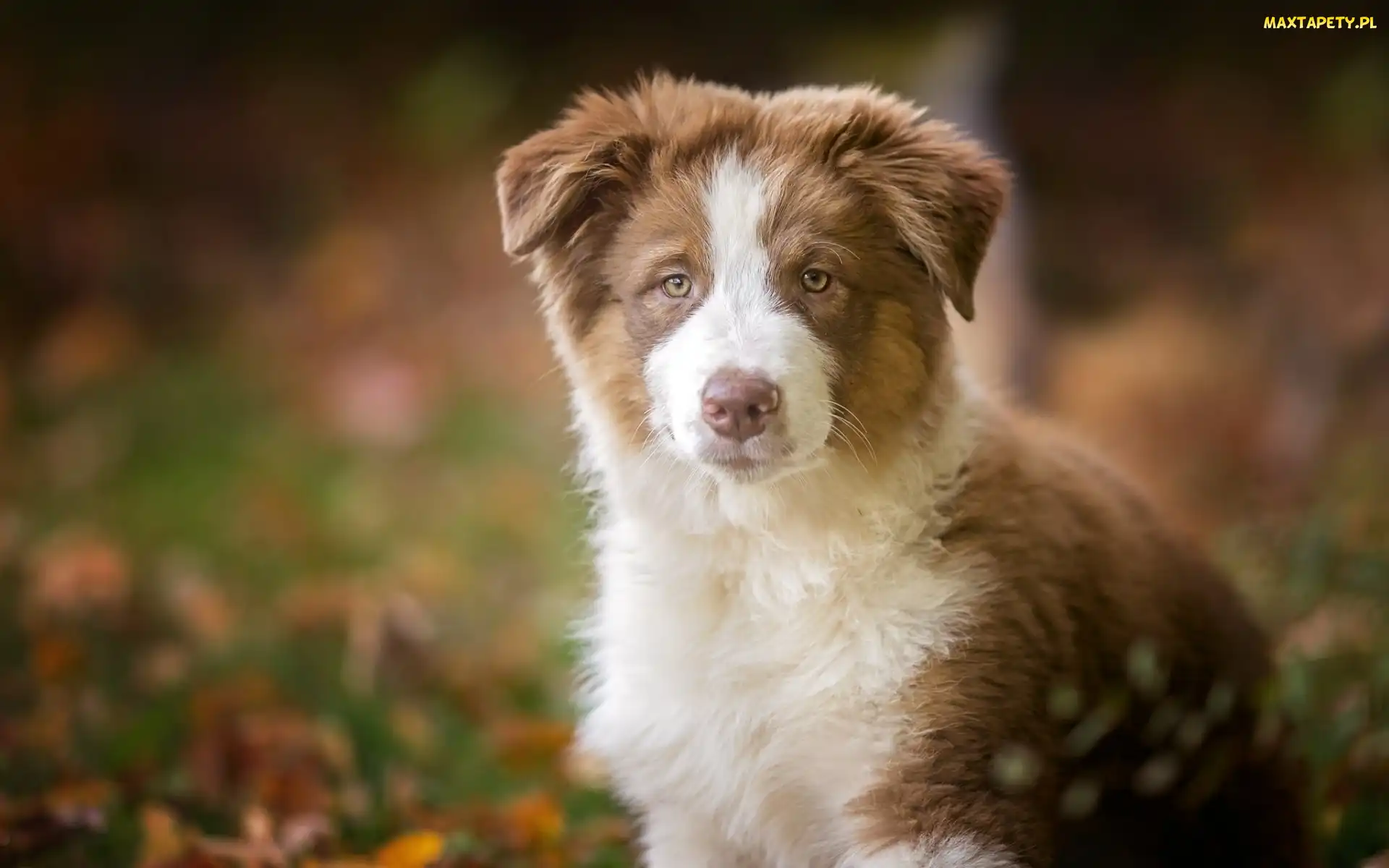 Owczarek australijski-australian shepherd, Szczeniak
