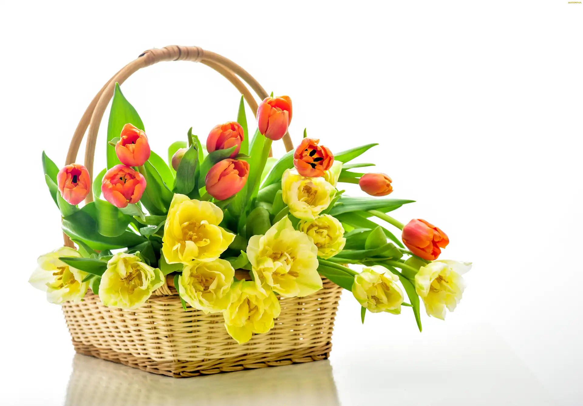 Tulipany, Koszyk