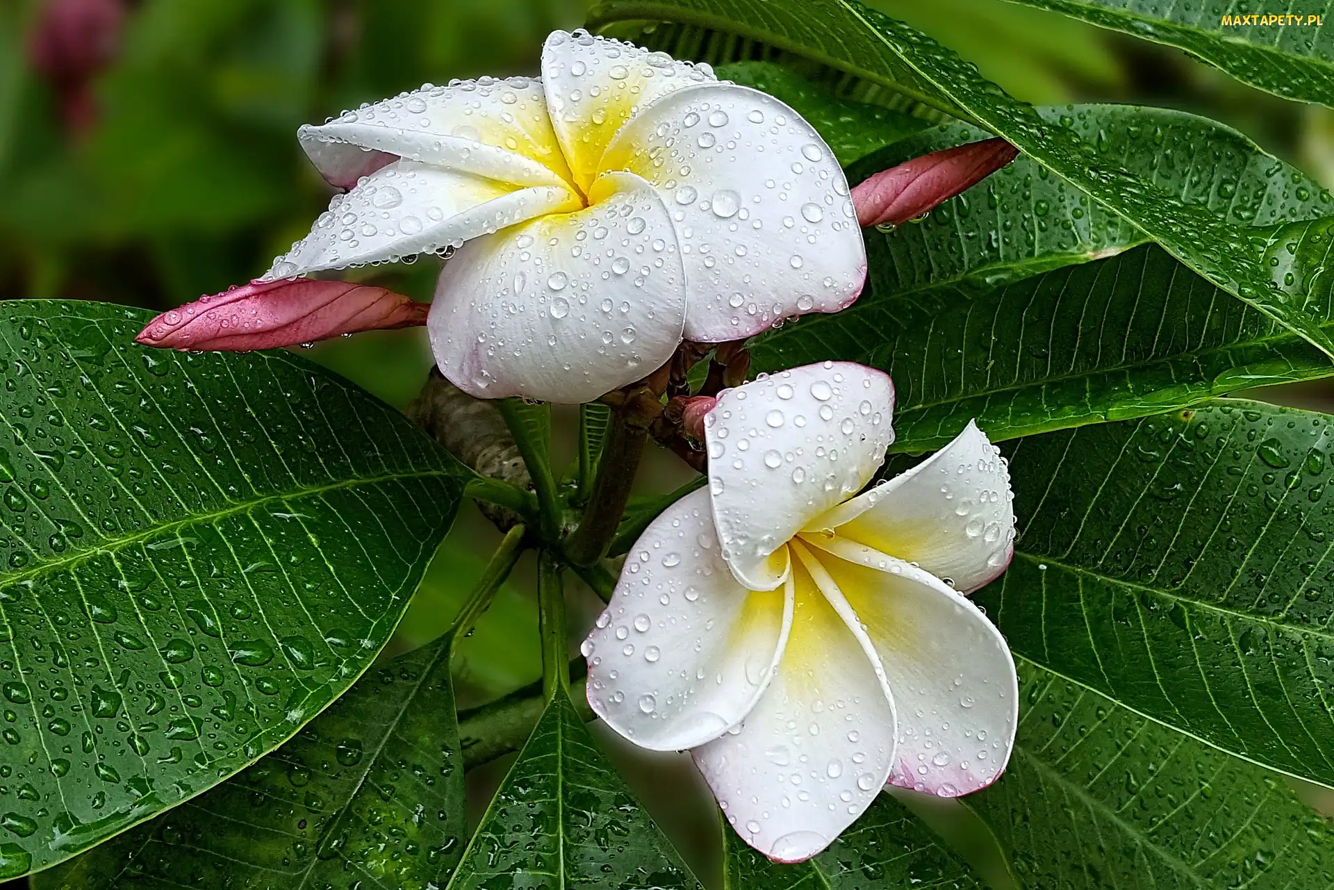Plumeria, Deszczu, Kwiaty, Białe, Liście, Krople