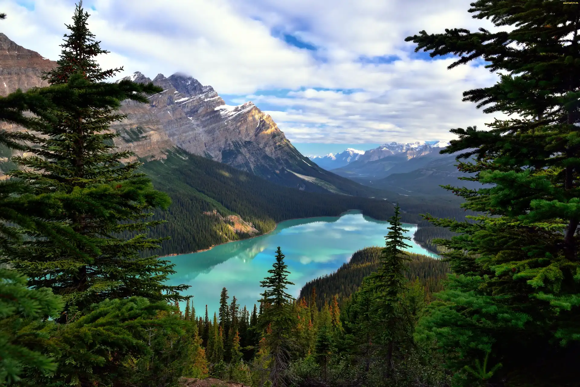 Góry, Drzewa, Prowincja Alberta, Świerki, Jezioro Moraine, Kanada, Park Narodowy Banff