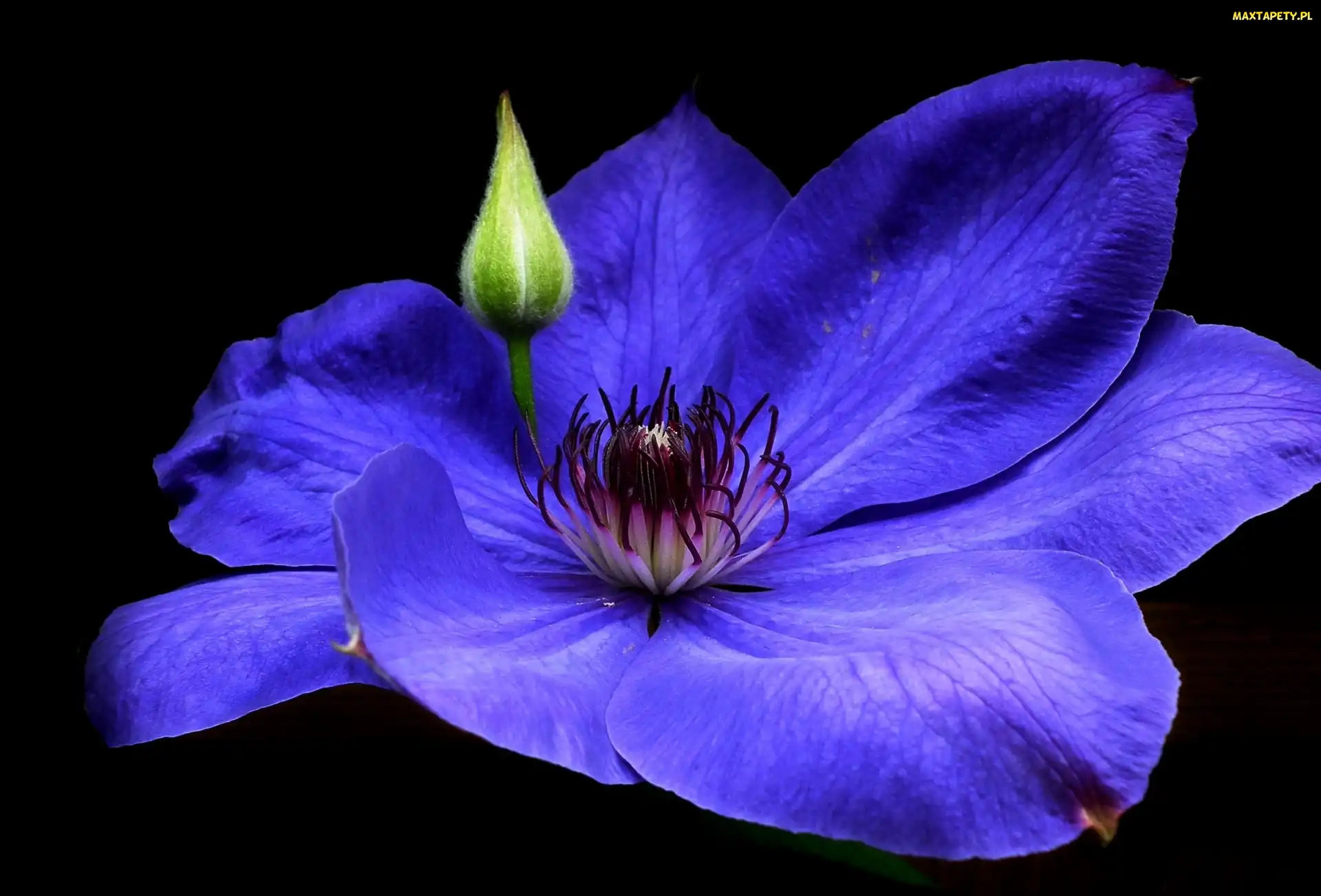 Kwiat, Clematis, Przyroda