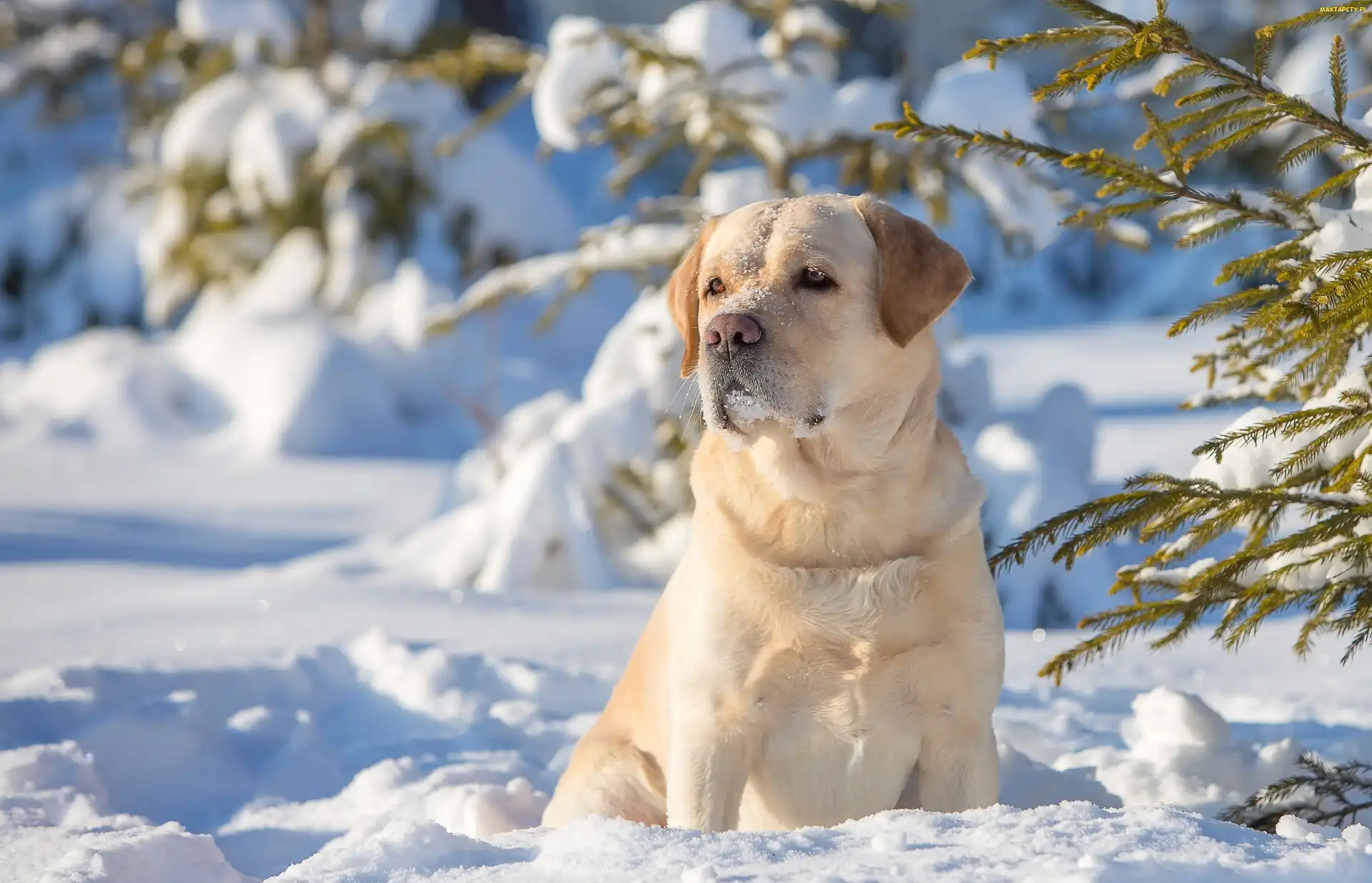 Golden Retriever, Zima, Las, Drzewa