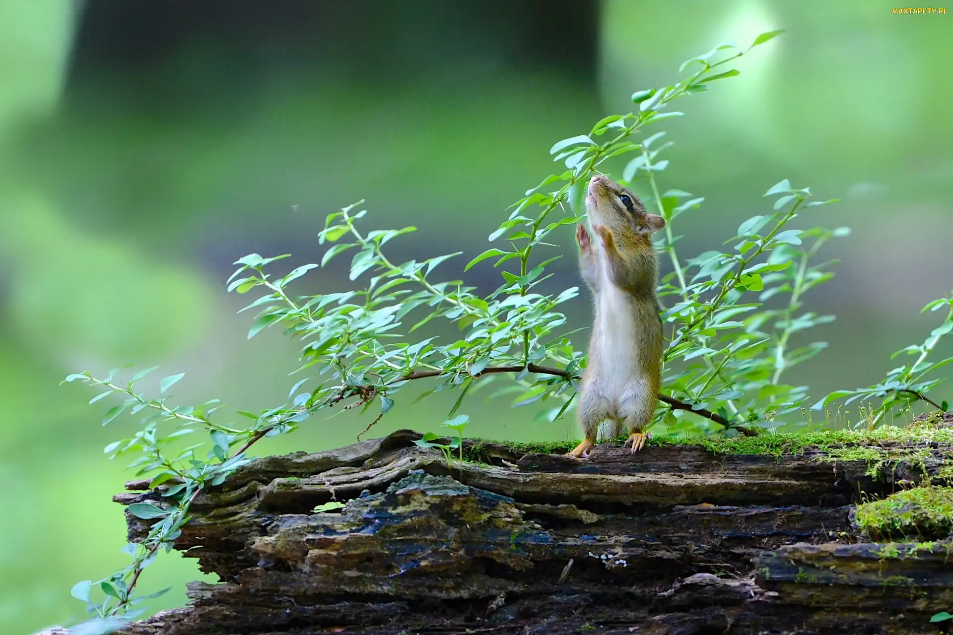 Chipmunk, Liście, Gałąź, Drzewo, Wiewiórka
