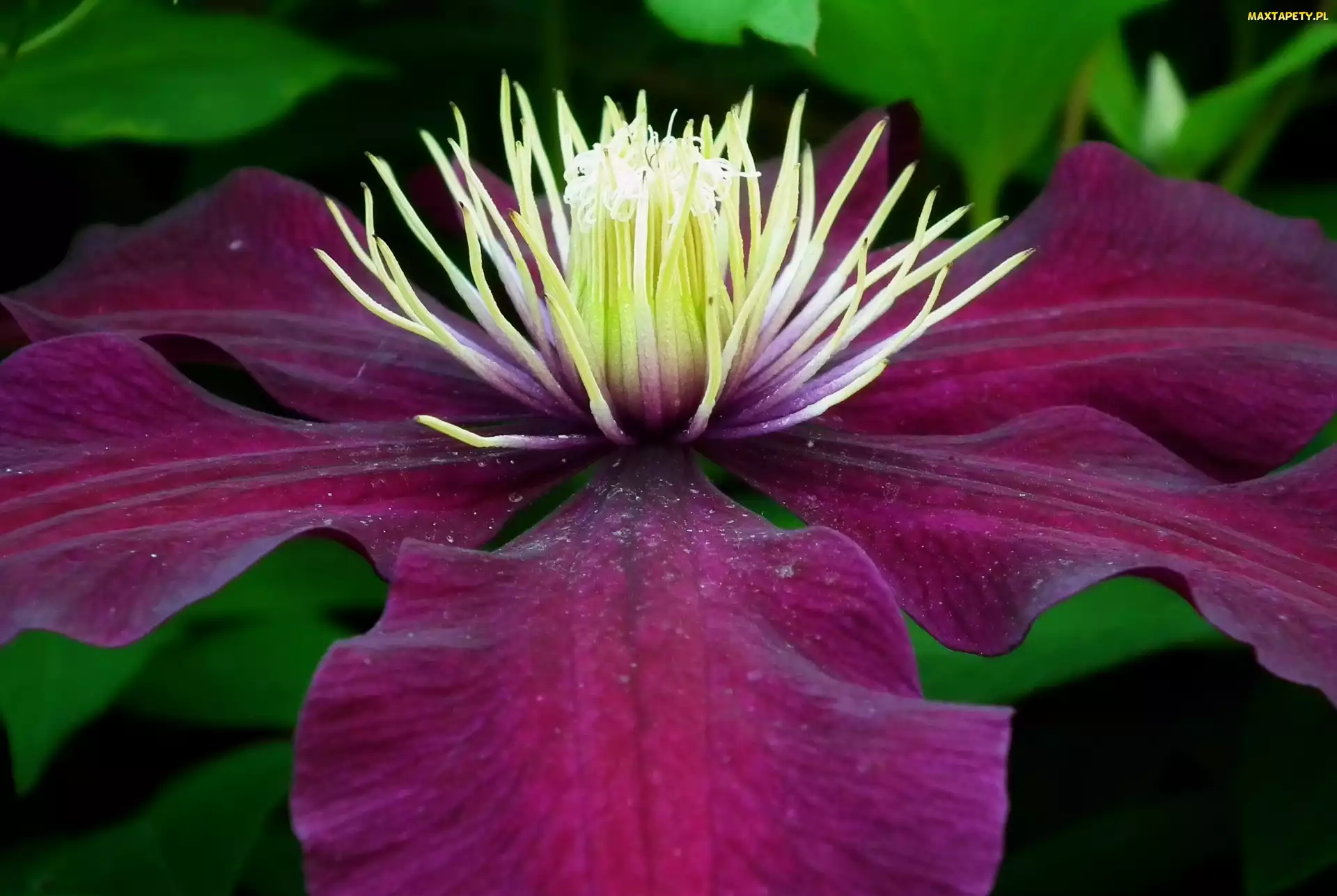 Kwiat, Clematis, Przyroda
