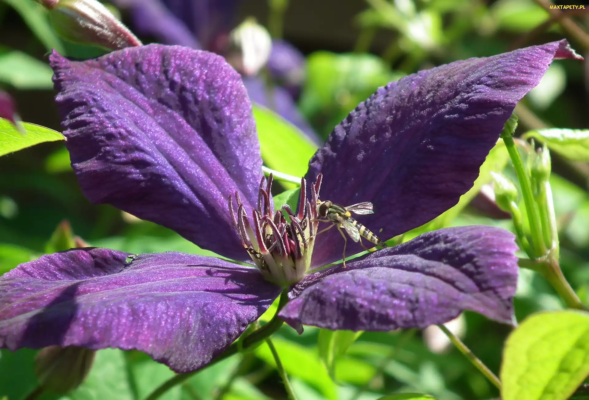 Kwiat, Clematis, Przyroda