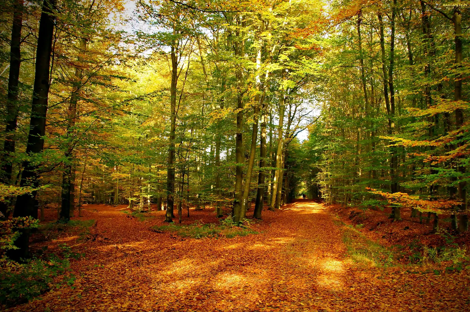 Park, Droga, Jesień, Las