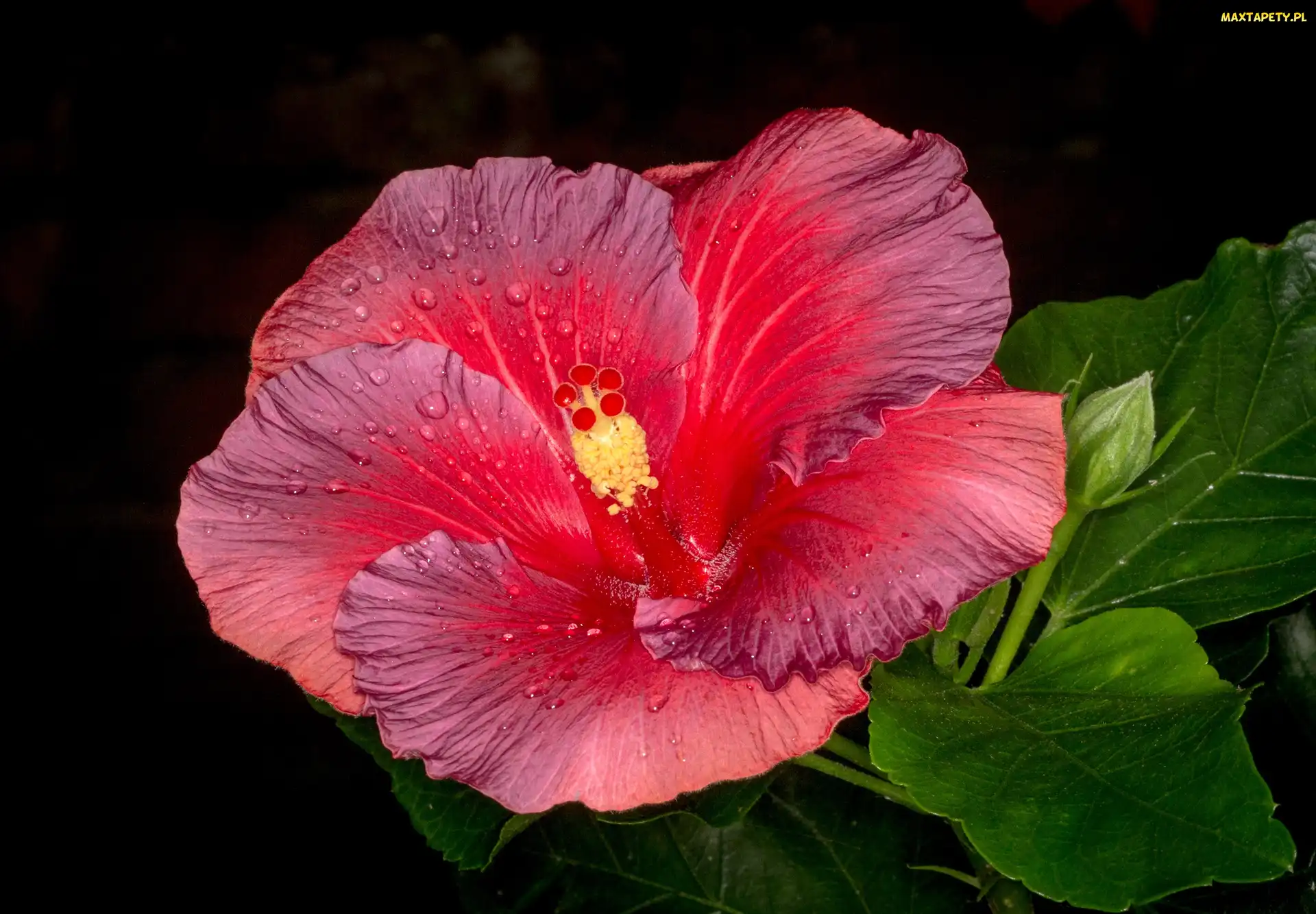 Kwiat, Hibiskus