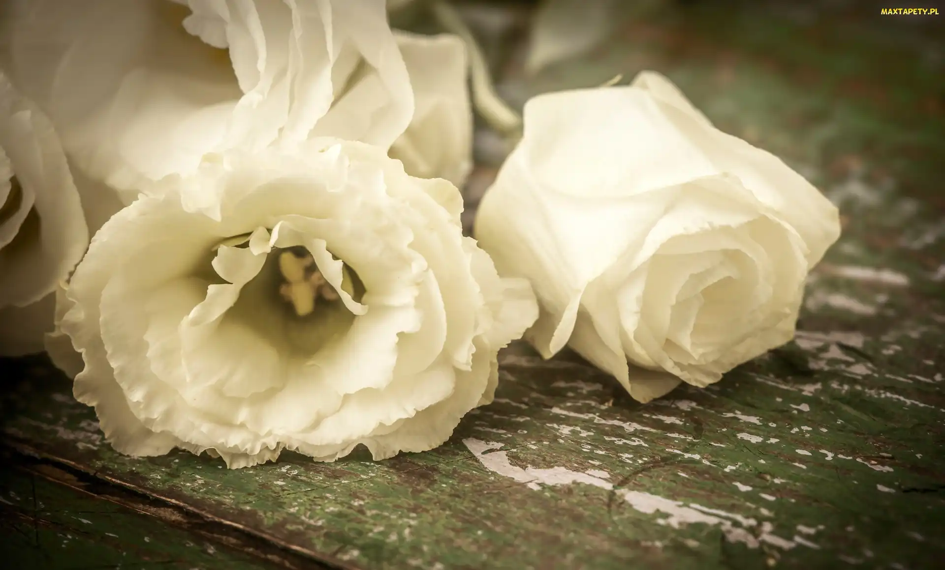 Kwiaty, Eustoma