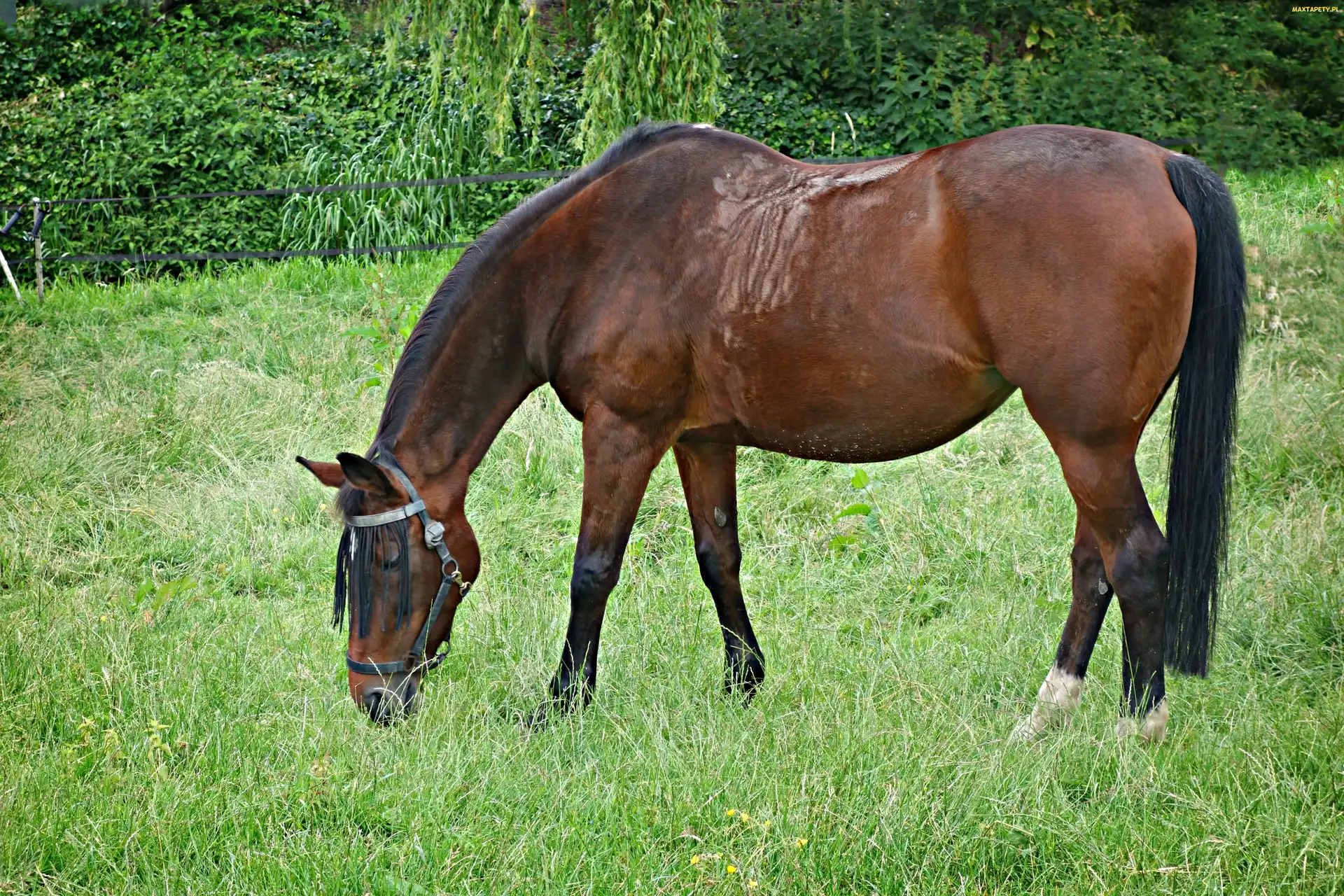Trawa, Koń