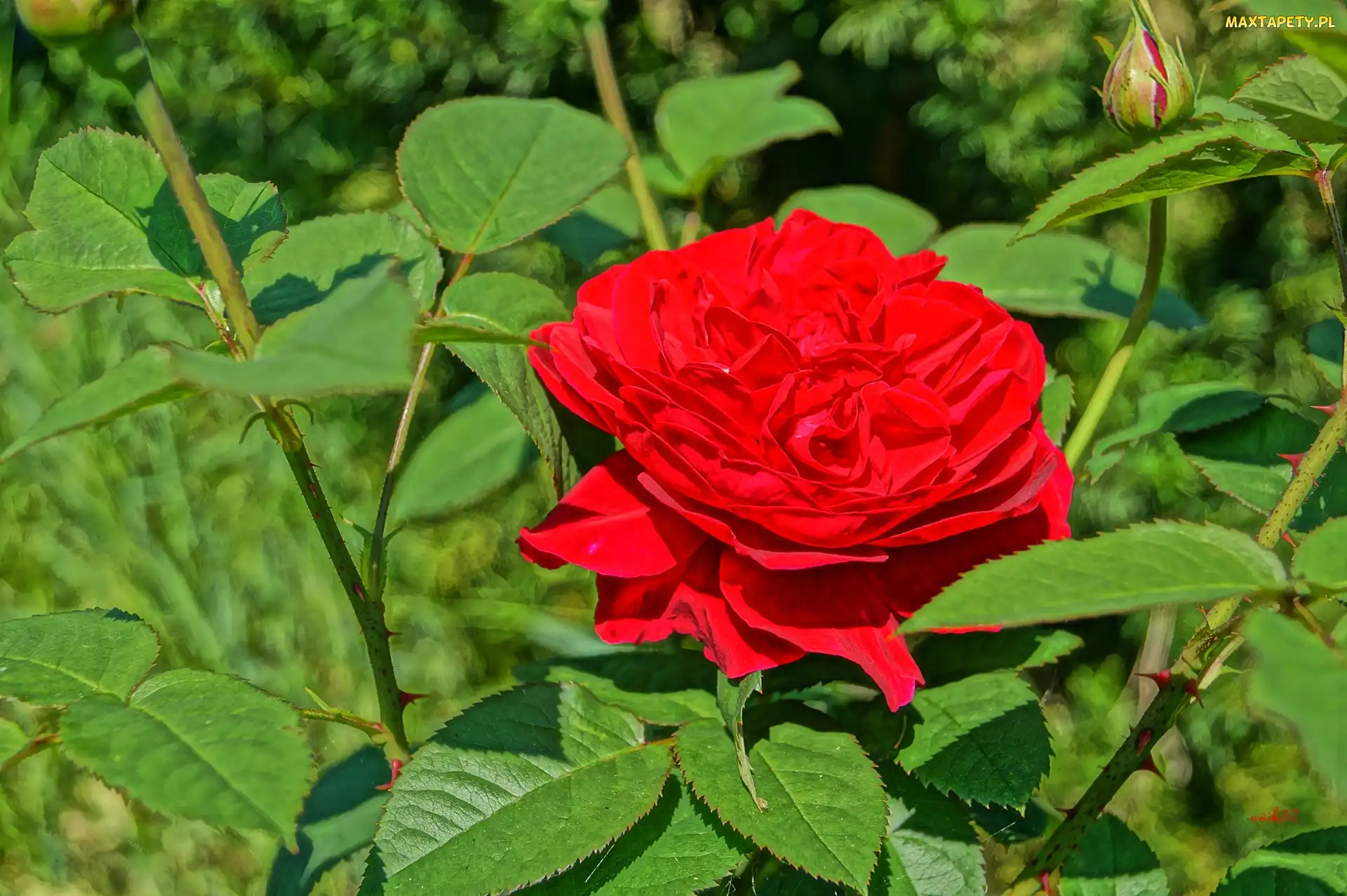 Róża, Ogród, Czerwona