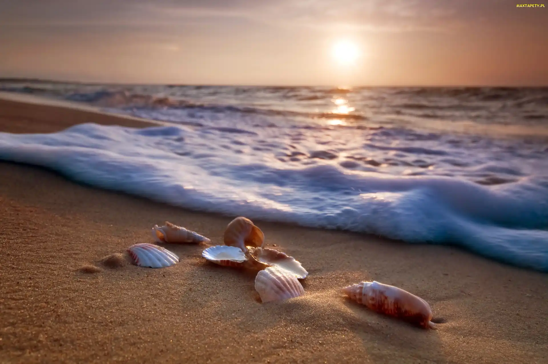 Słońce, Morze, Muszelki, Plaża