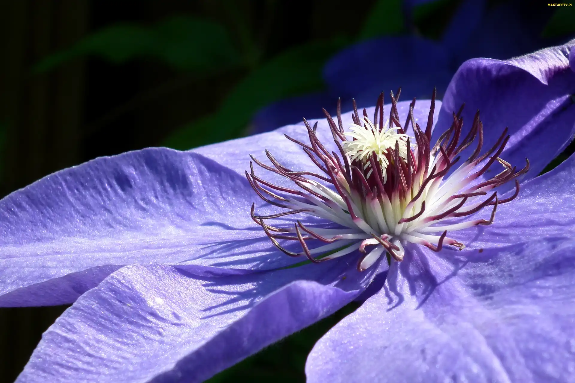 Kwiat, Clematis, Przyroda