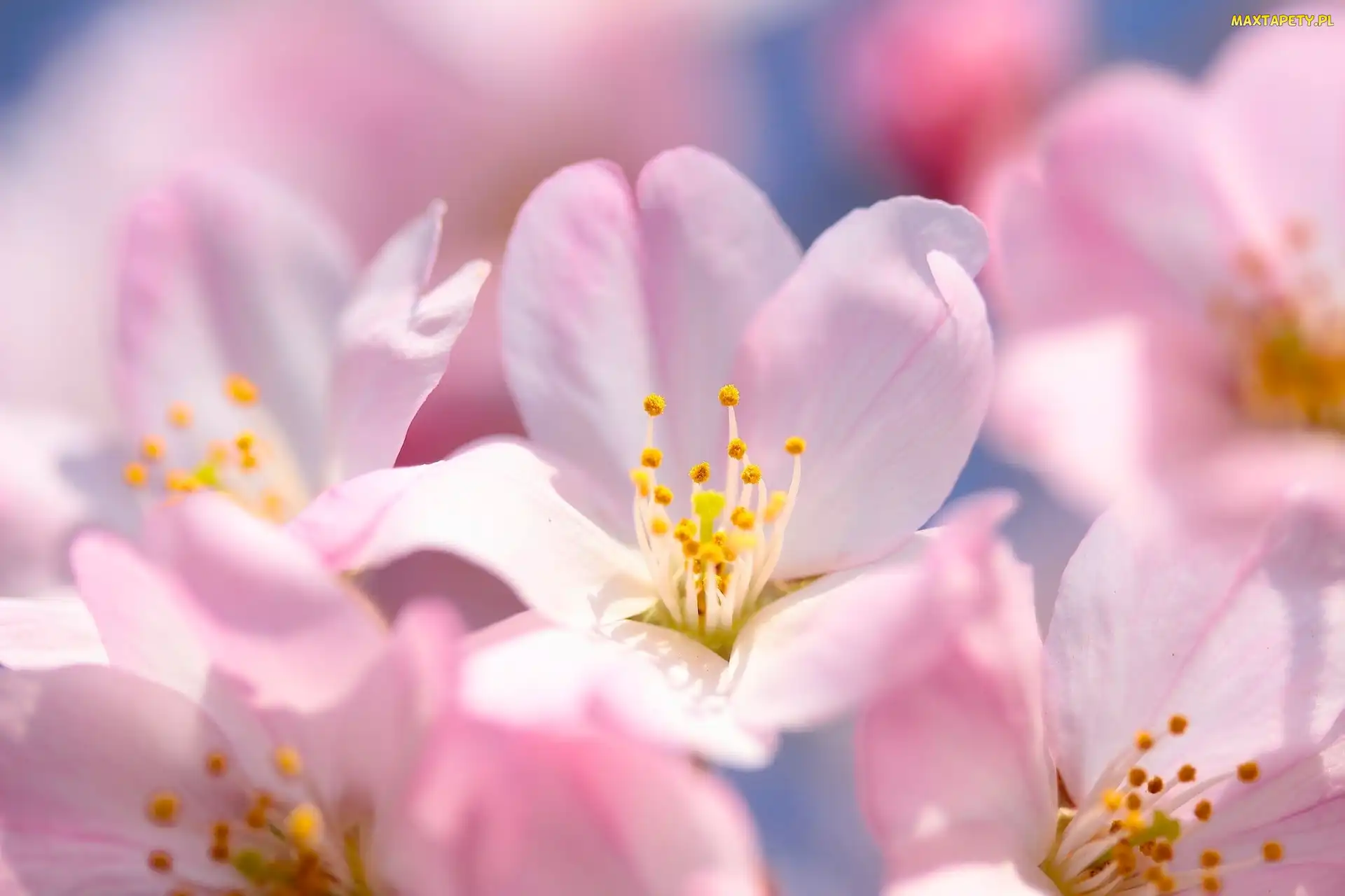 Kwiaty, Sakura