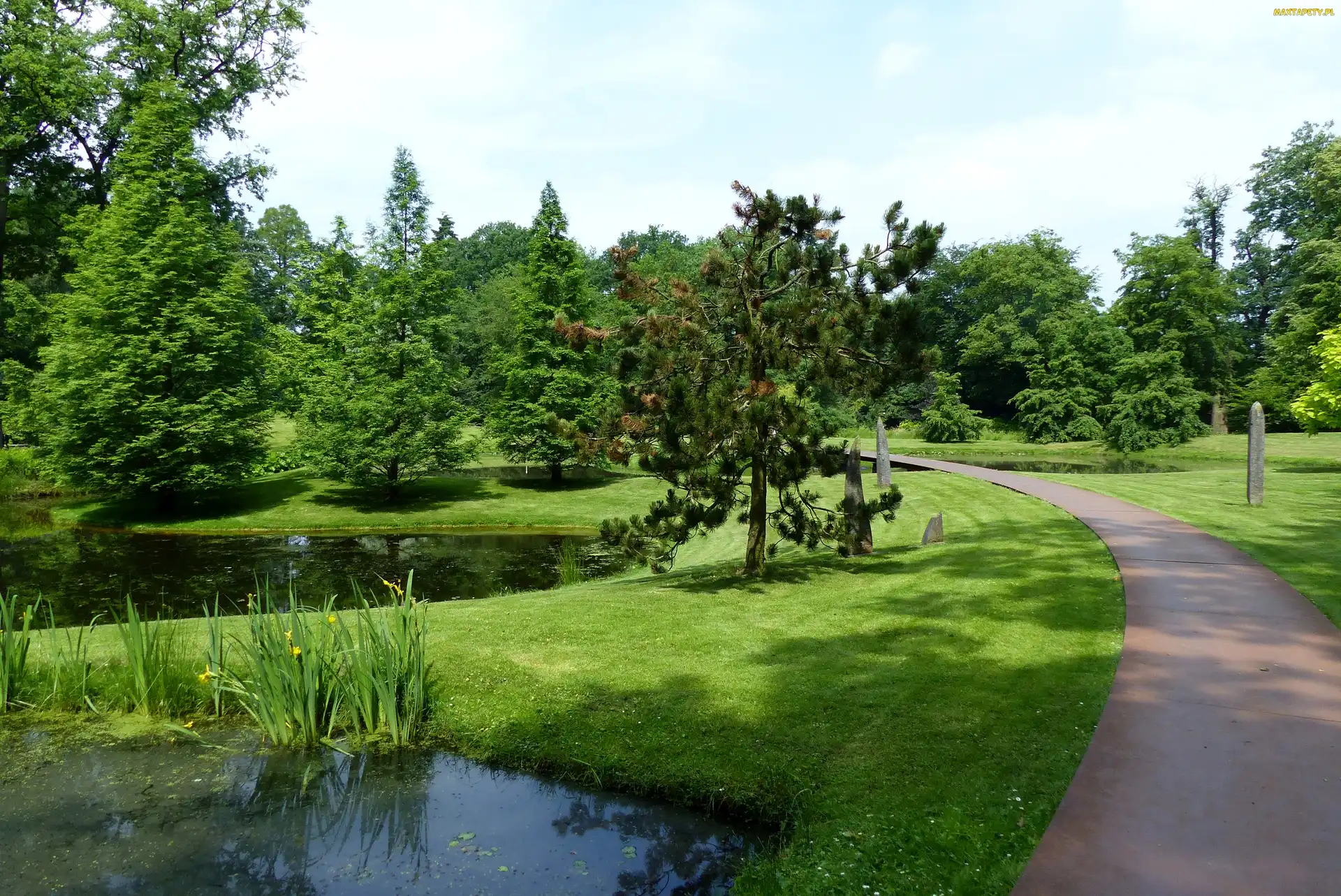 Park, Staw, Drzewa, Aleja