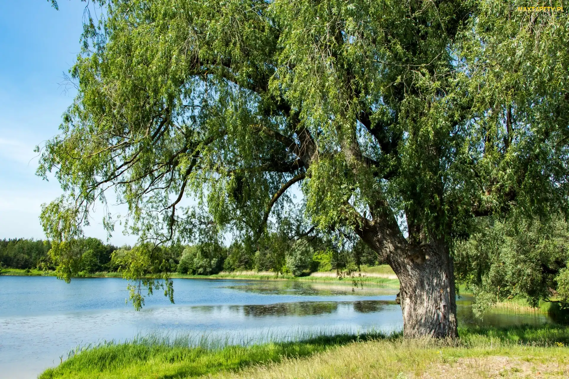 Drzewo, Zieleń, Jezioro