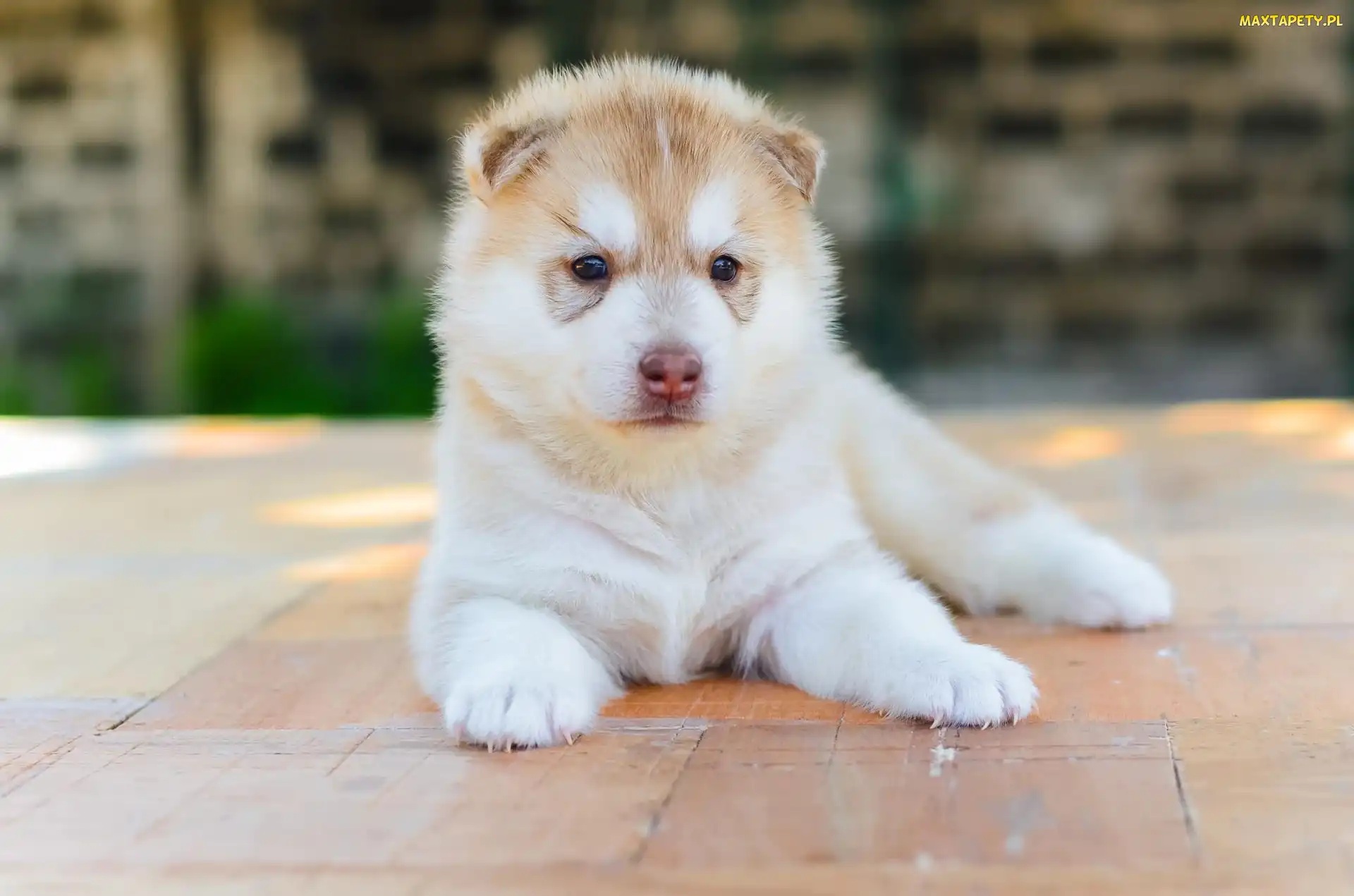 Pies, Akita, Szczeniak