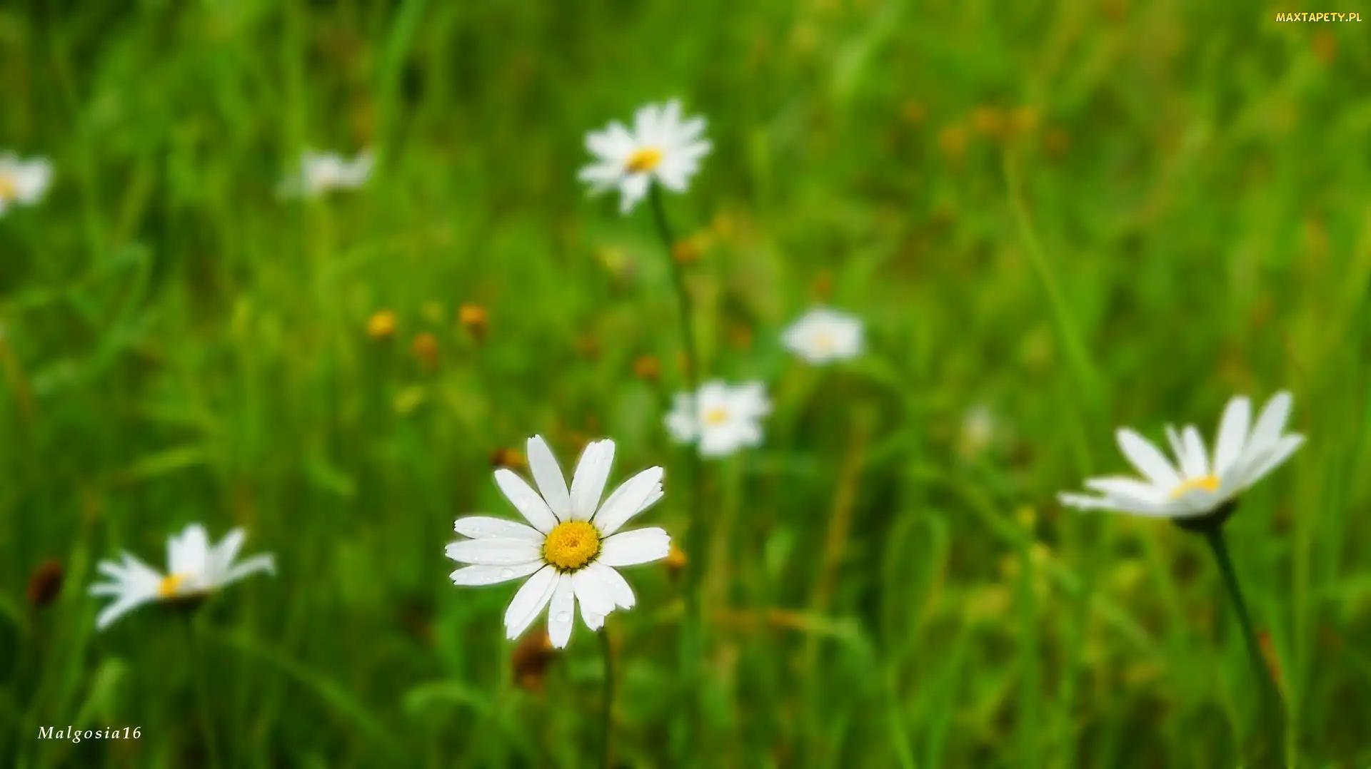 Białe, Margerytki, Trawa, Kwiaty, Łąka