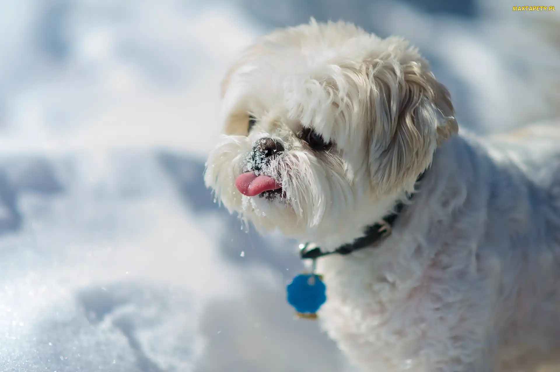 Piesek, Śnieg, Język, Shih Tzu, Słodki