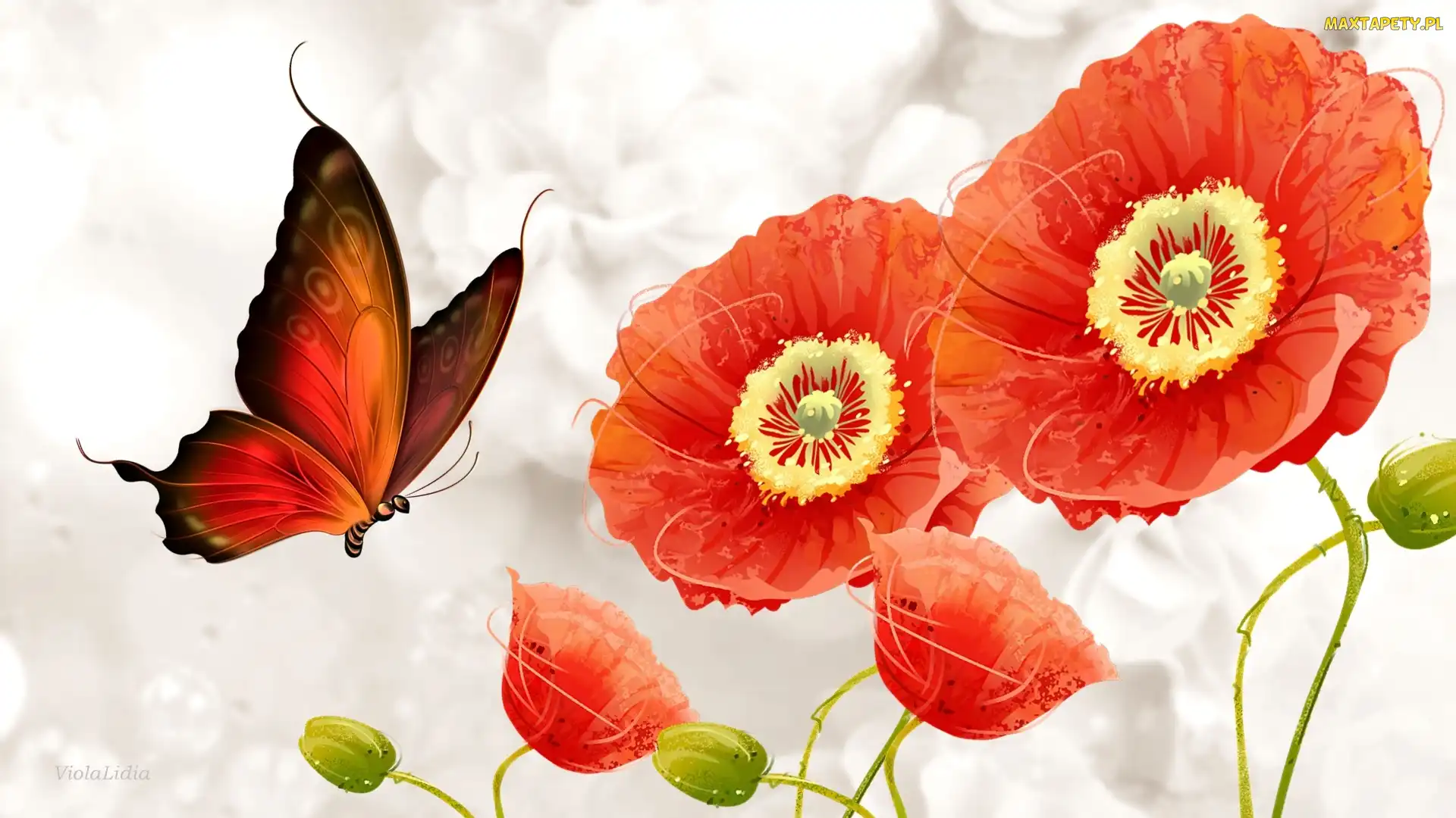 Motyl, Maki, Grafika, Kwiaty