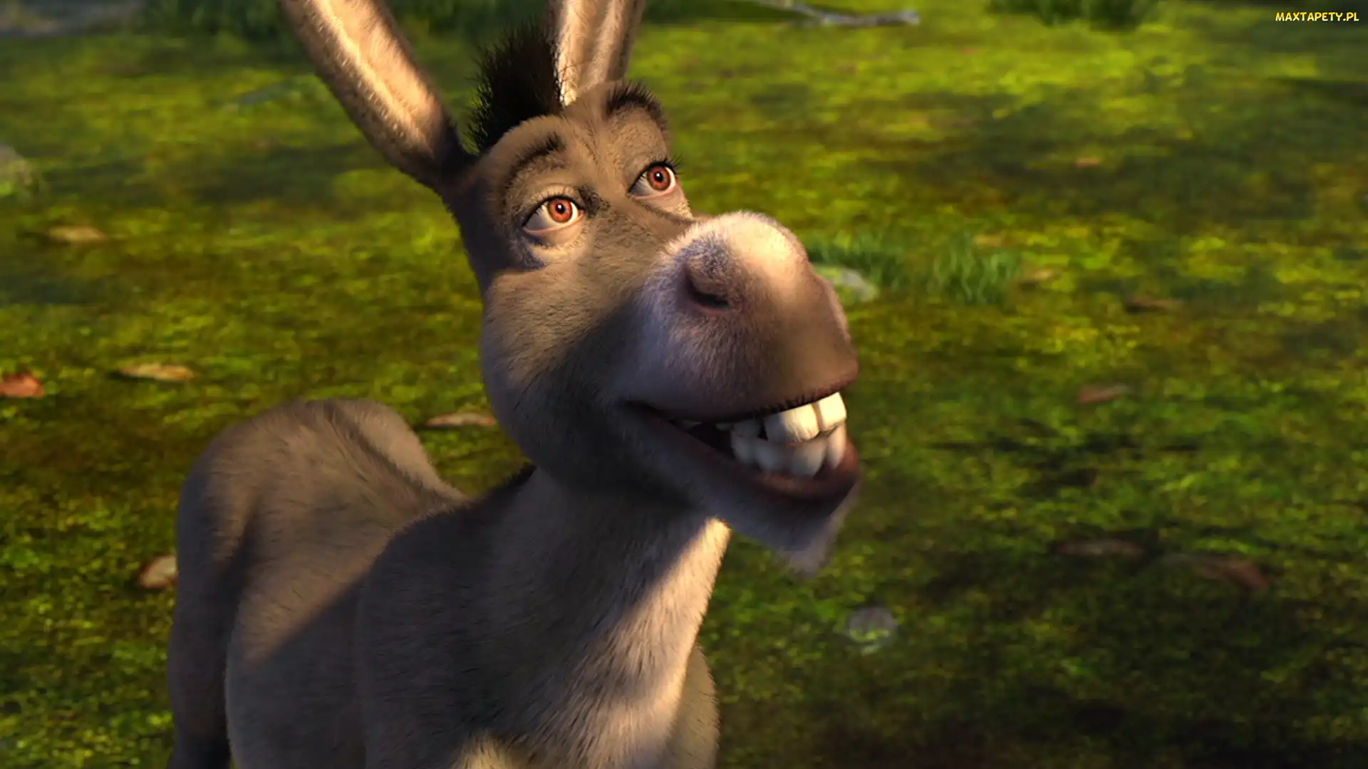 Shrek, Bajka, Osioł
