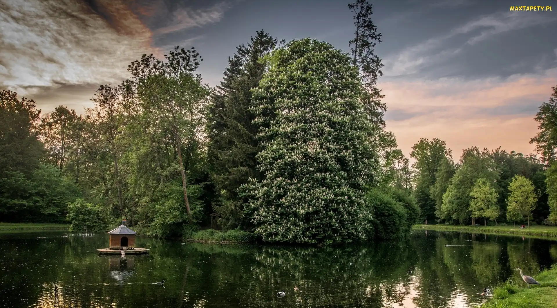 Staw, Drzewa, Park