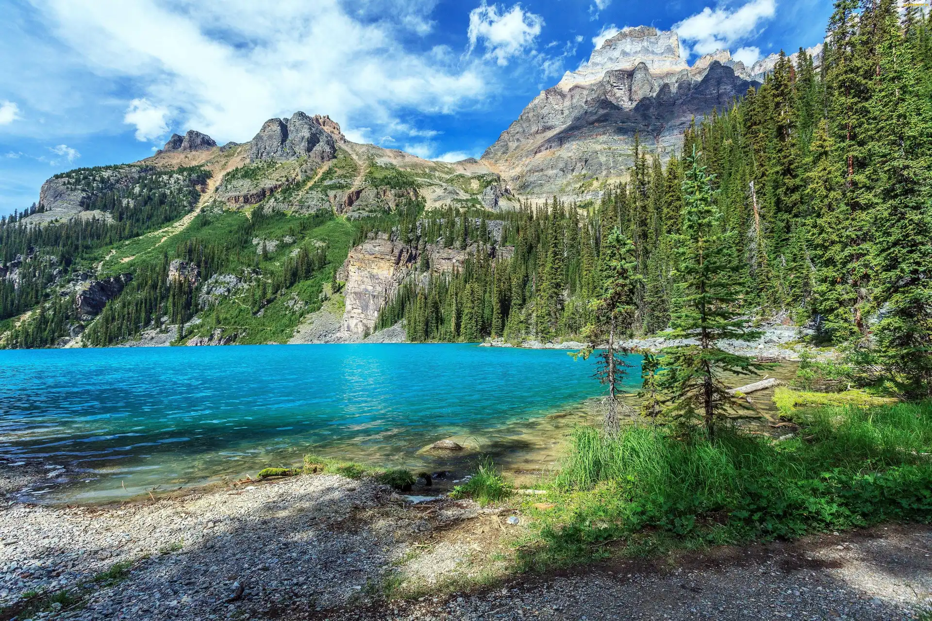 Kanada, Drzewa, Jezioro OHara, Góry, Park Narodowy Yoho