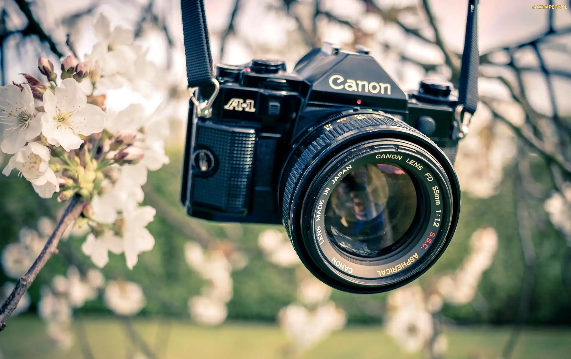 Fotograficzny, Gałązki, Kwitnące, Canon, Aparat