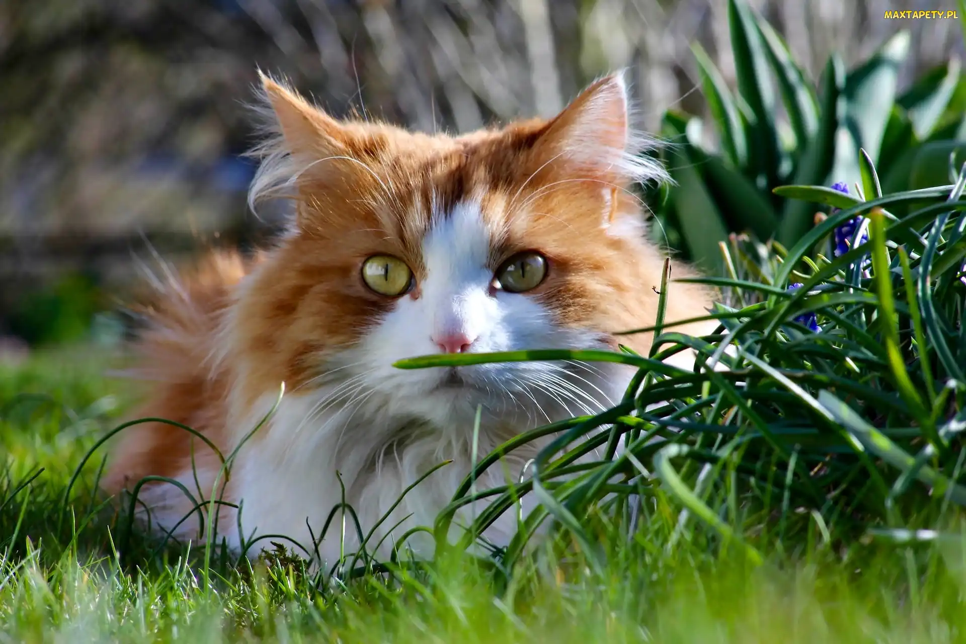 Kot Maine coon