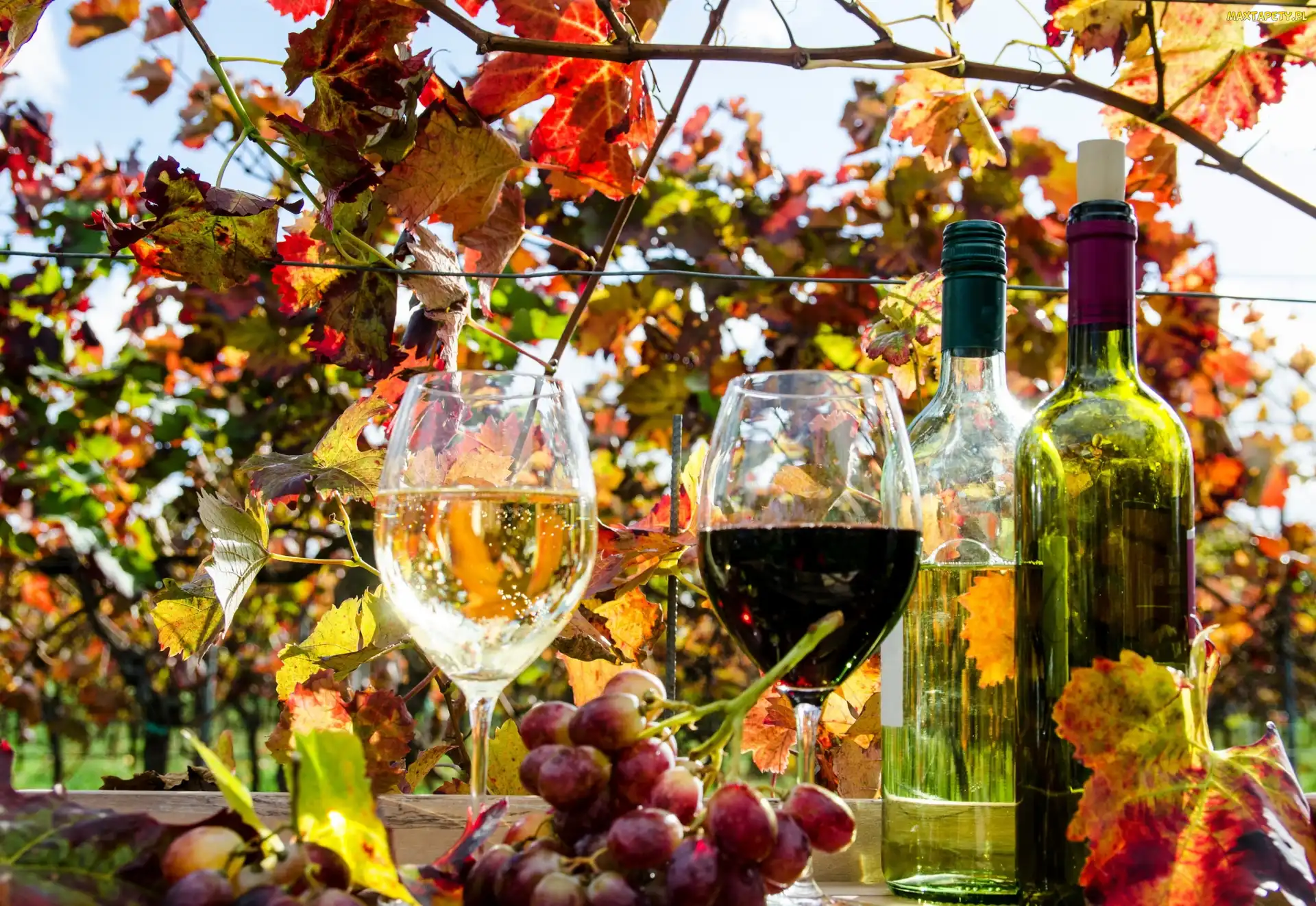 Białe, Wino, Winogrona, Kieliszki, Butelki, Liście, Czerwone