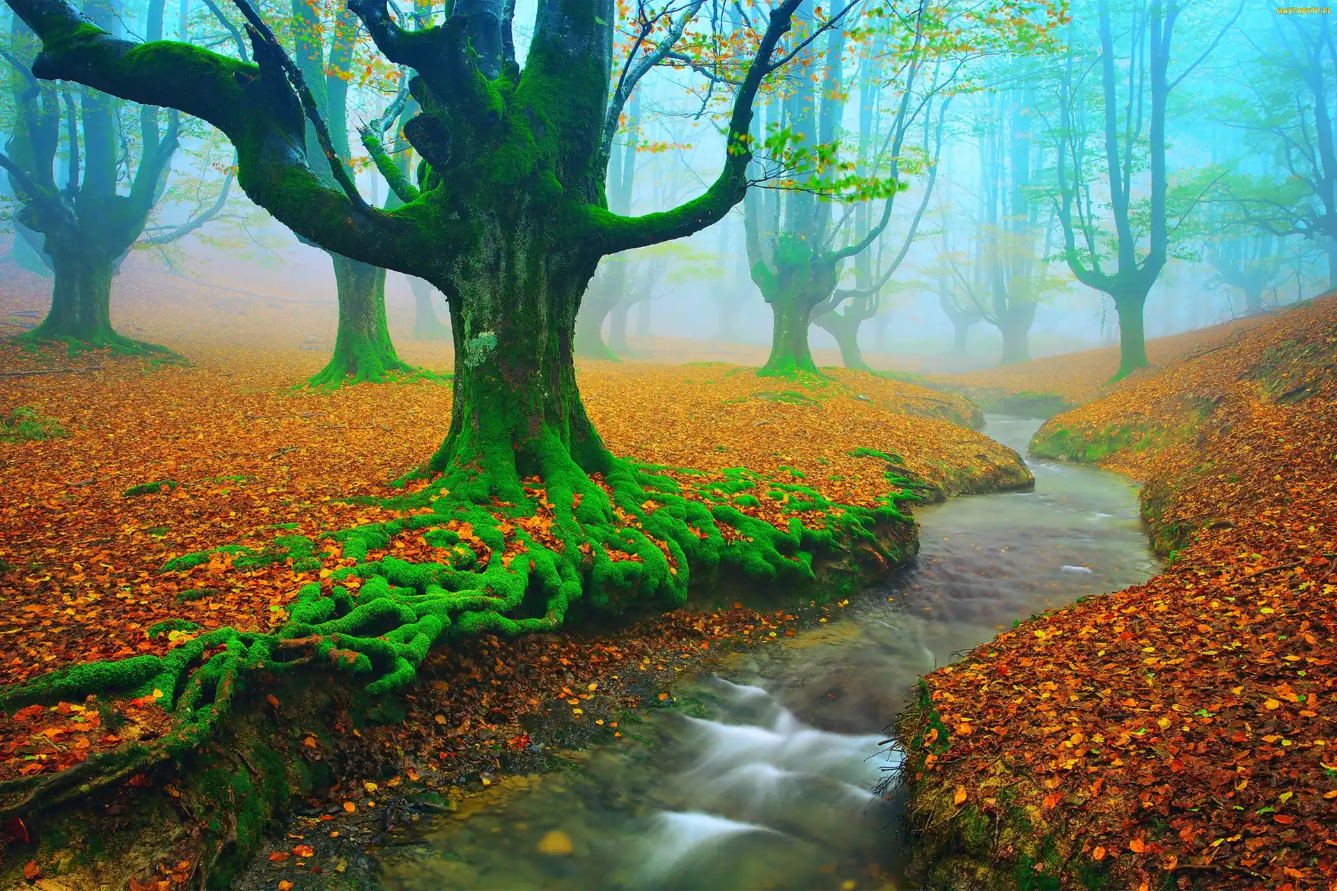 Liście, Jesień, Park Narodowy Gorbea, Hiszpania, Rzeka, Las