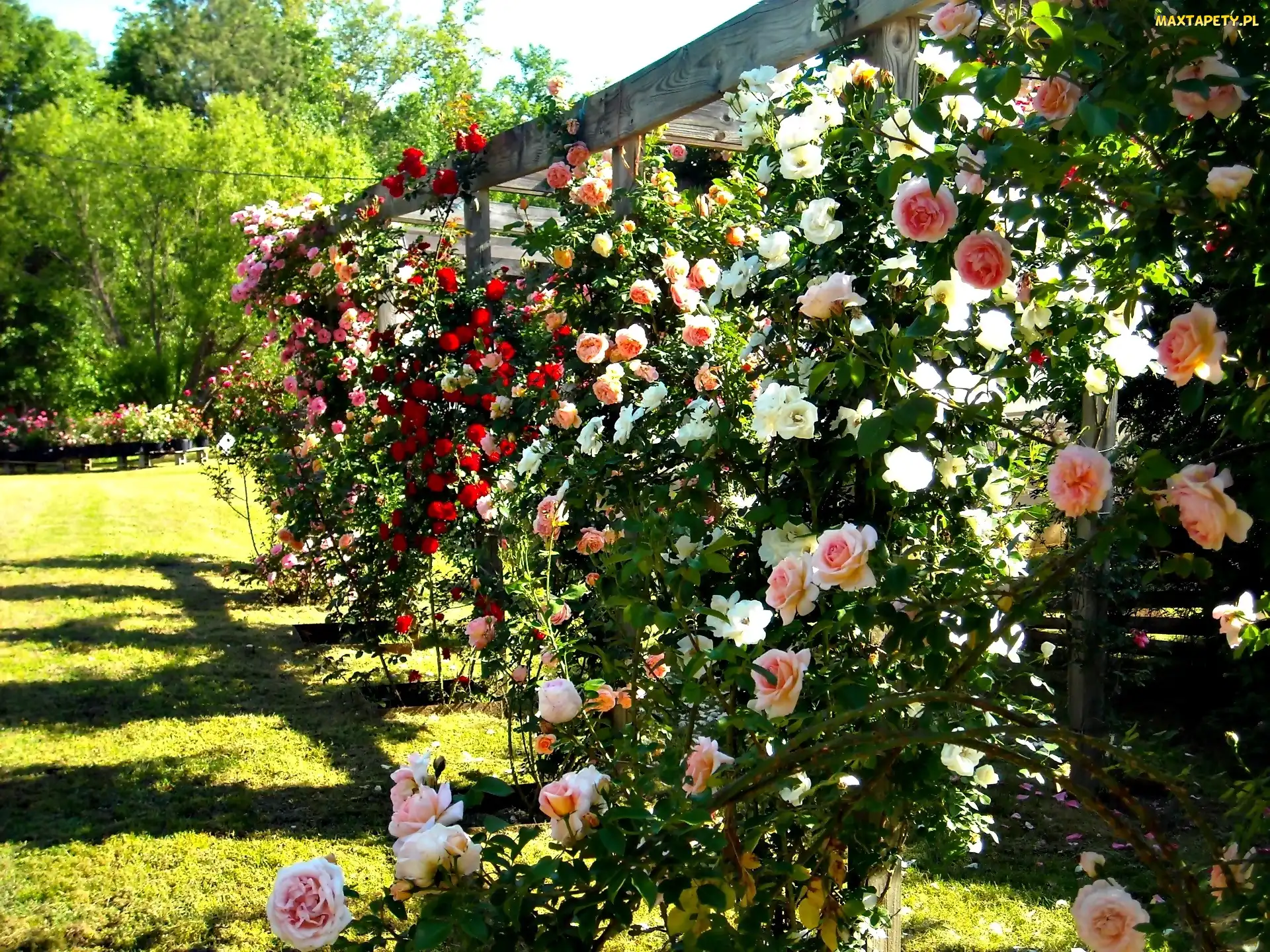 Róże, Ogród, Lato, Pergola