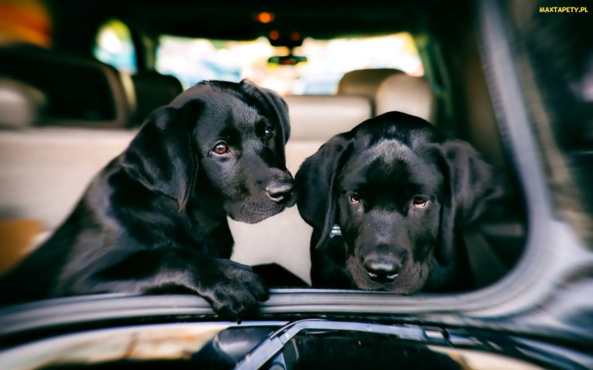 Dwa, Samochód, Psy, Labrador Retriever, Czarne