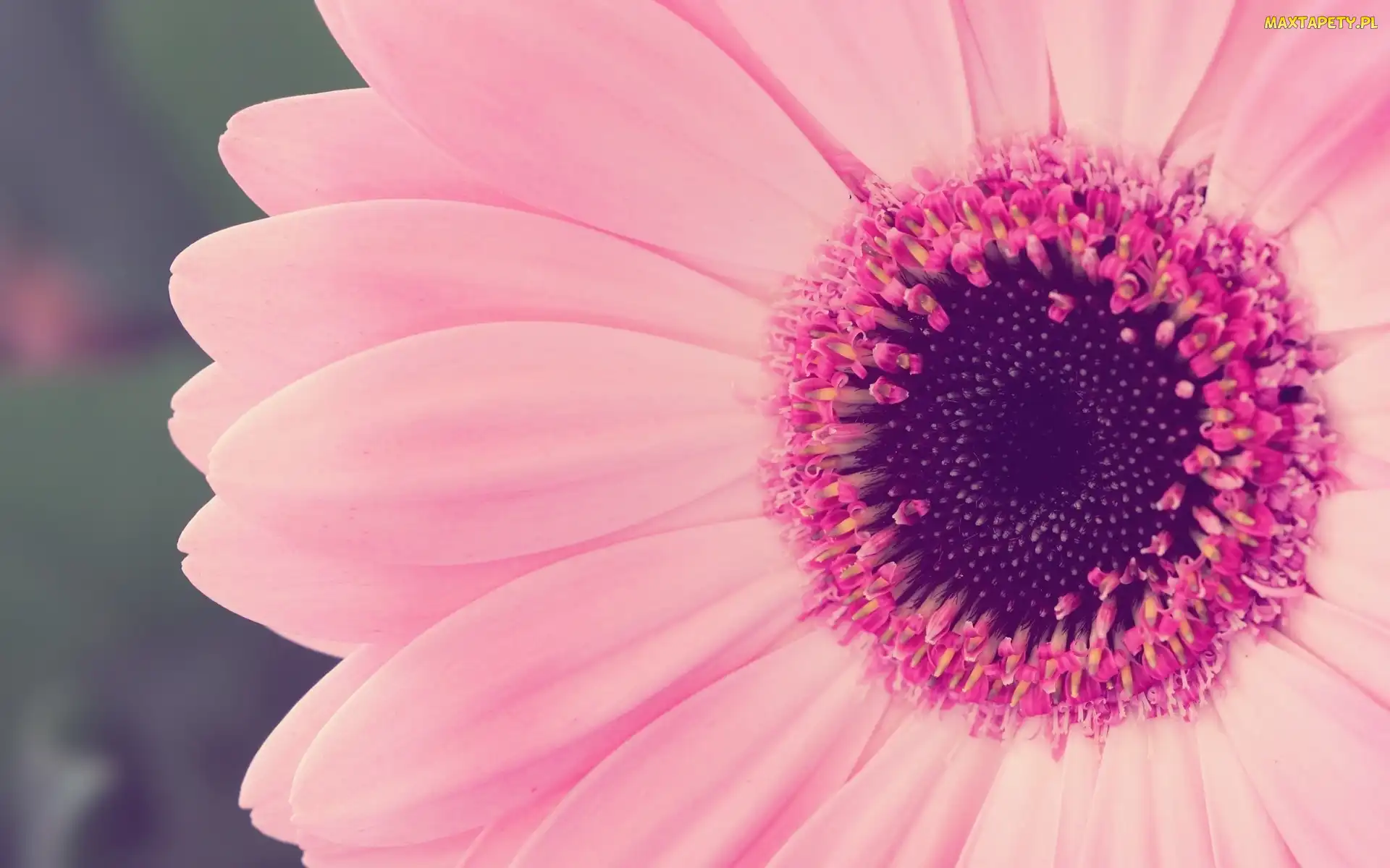 Zbliżenie, Gerbera, Róźowa