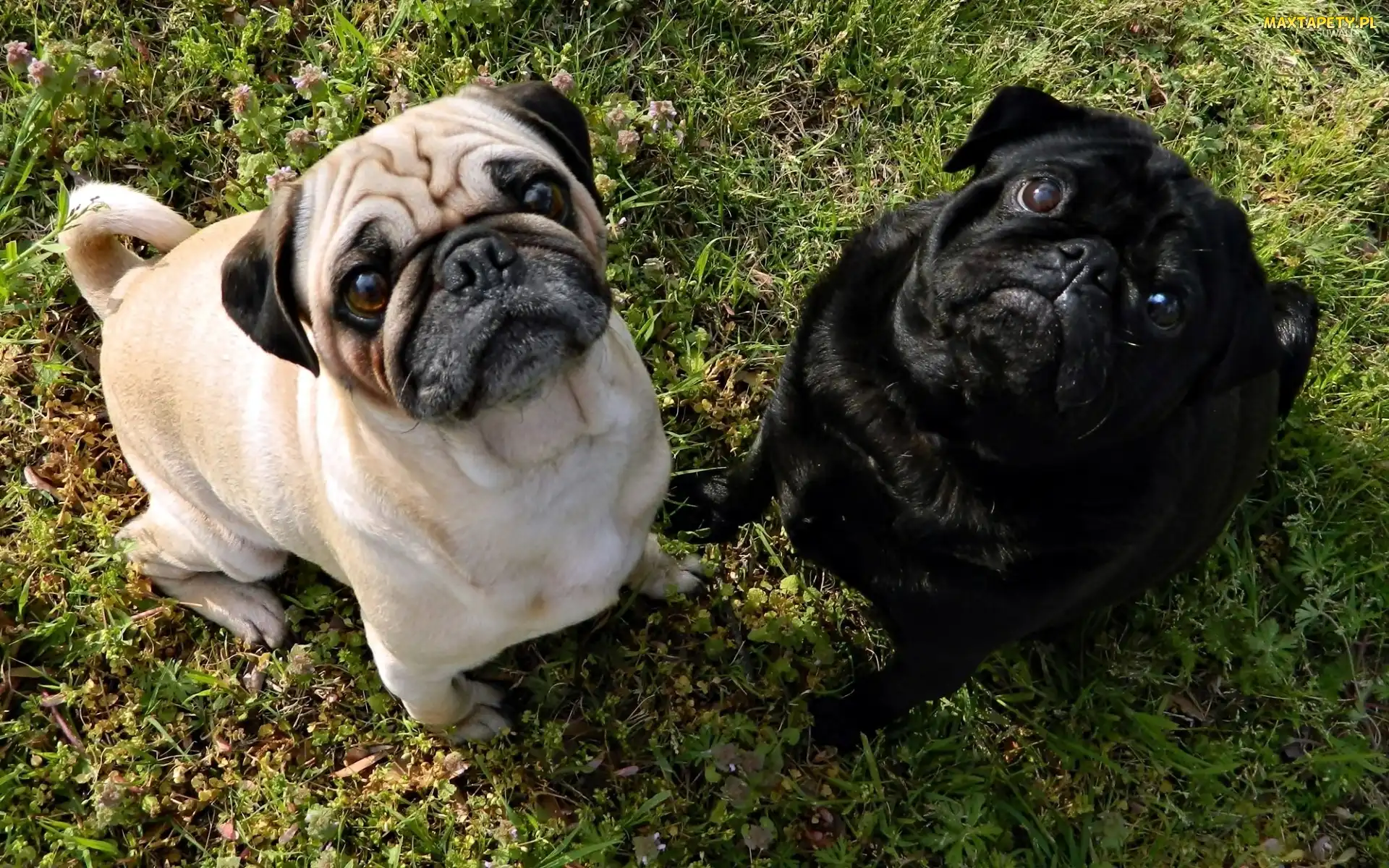 Psy, Mops, Biały, Czarny, Dwa